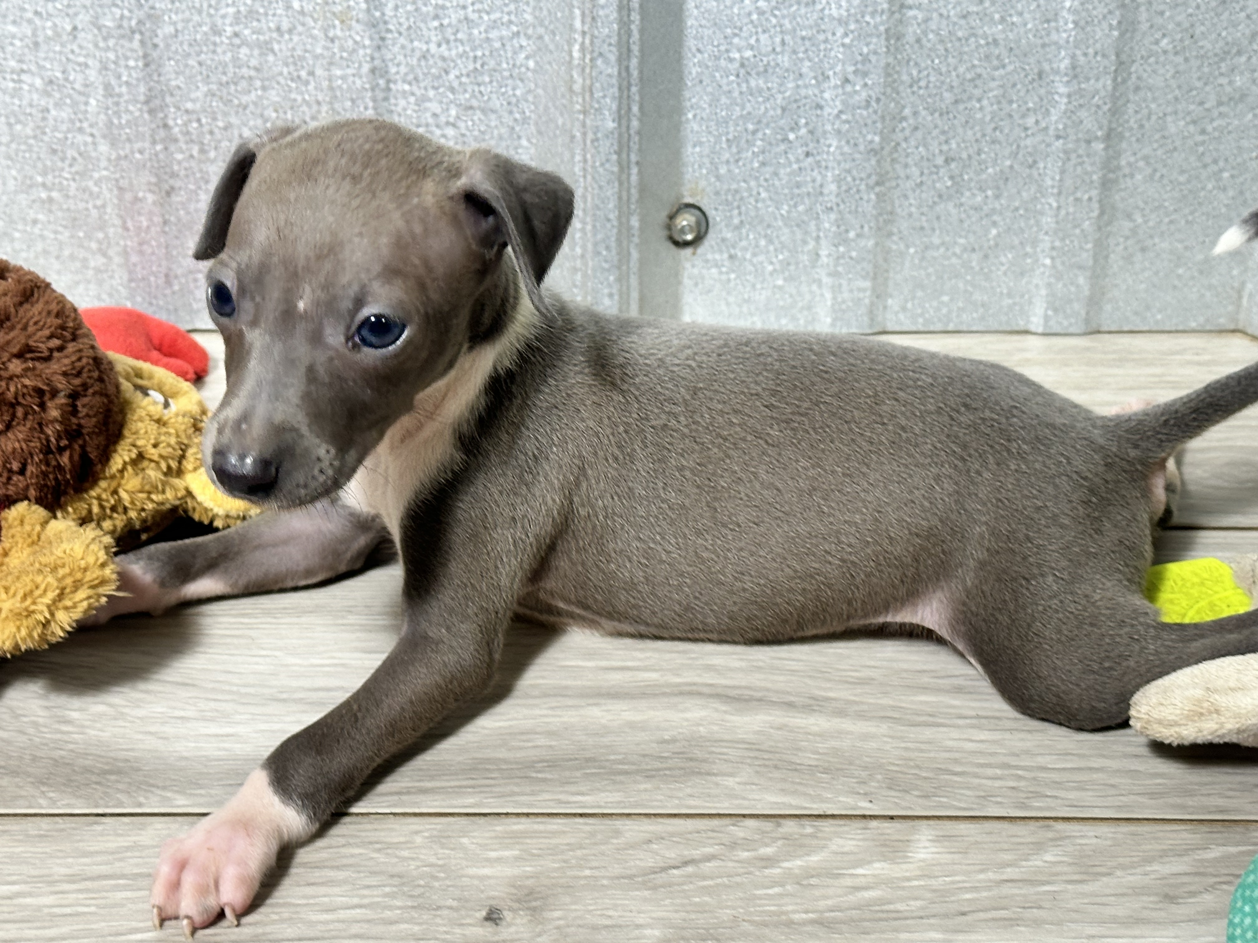 puppy, for, sale, Italian Greyhound, Kimberly  Dildine, dog, breeder, Willow Springs, MO, dog-breeder, puppy-for-sale, forsale, nearby, find, puppyfind, locator, puppylocator, aca