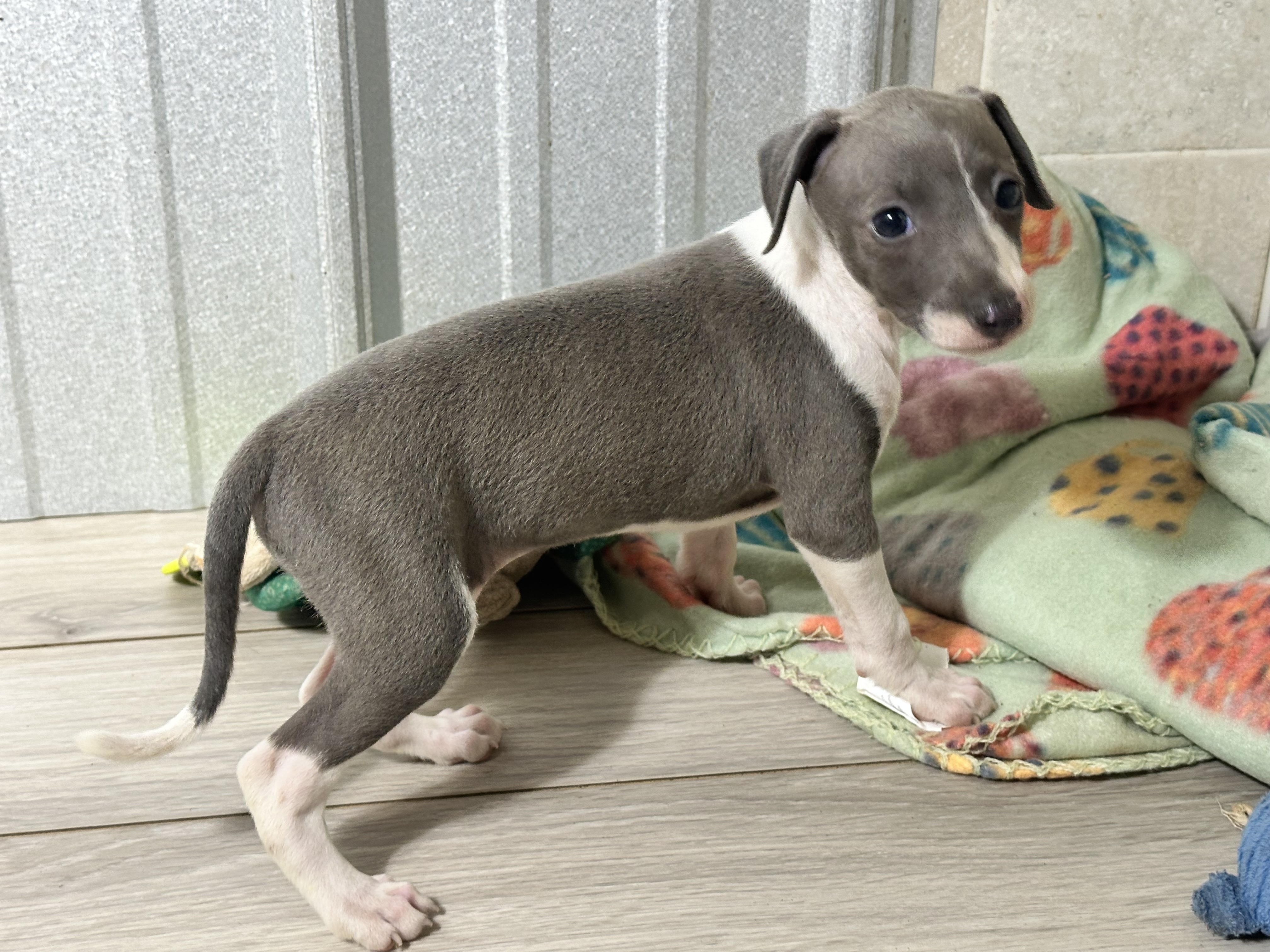 puppy, for, sale, Italian Greyhound, Kimberly  Dildine, dog, breeder, Willow Springs, MO, dog-breeder, puppy-for-sale, forsale, nearby, find, puppyfind, locator, puppylocator, aca