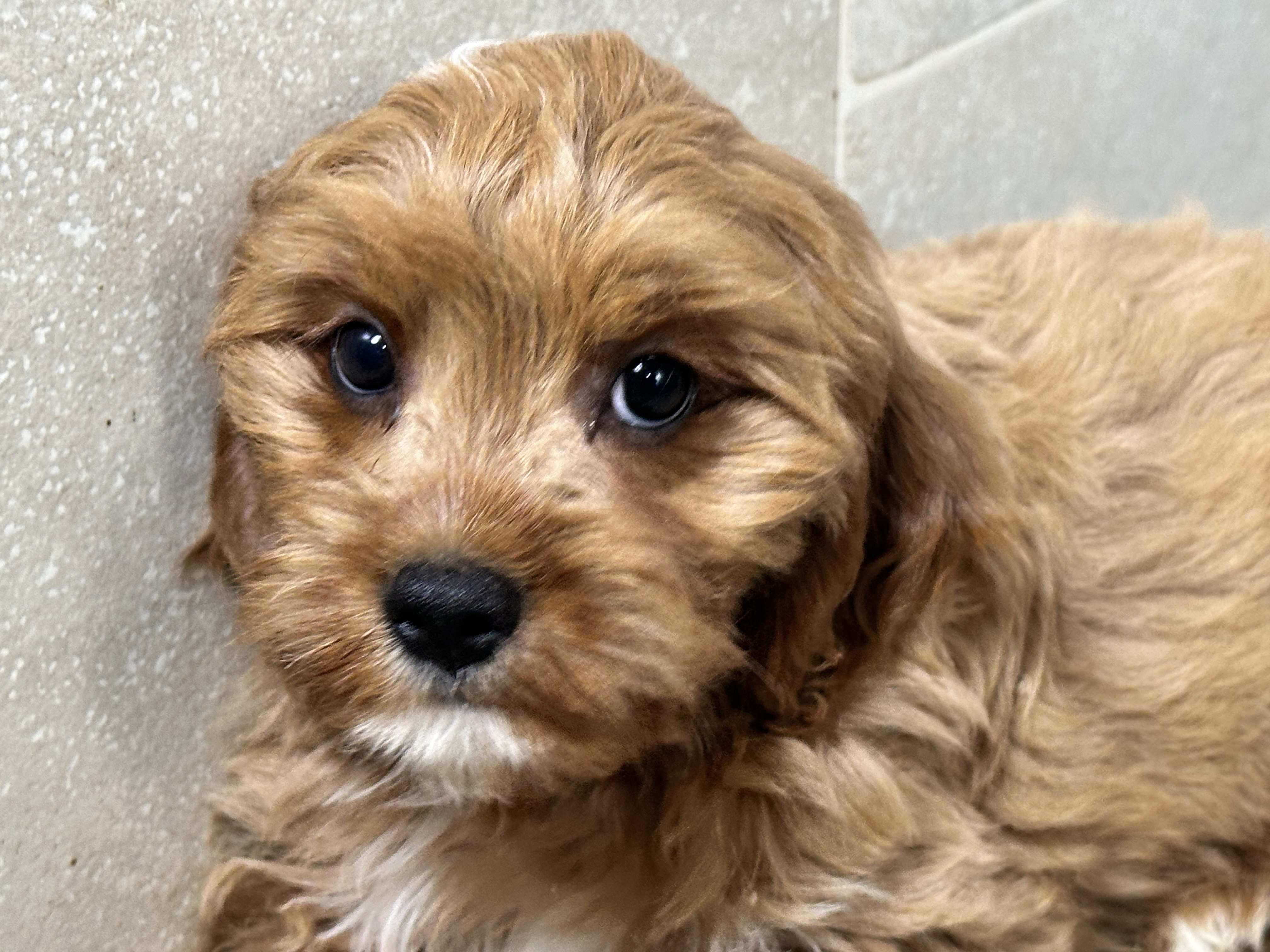 puppy, for, sale, Cavapoo, Kimberly  Dildine, dog, breeder, Willow Springs, MO, dog-breeder, puppy-for-sale, forsale, nearby, find, puppyfind, locator, puppylocator, aca