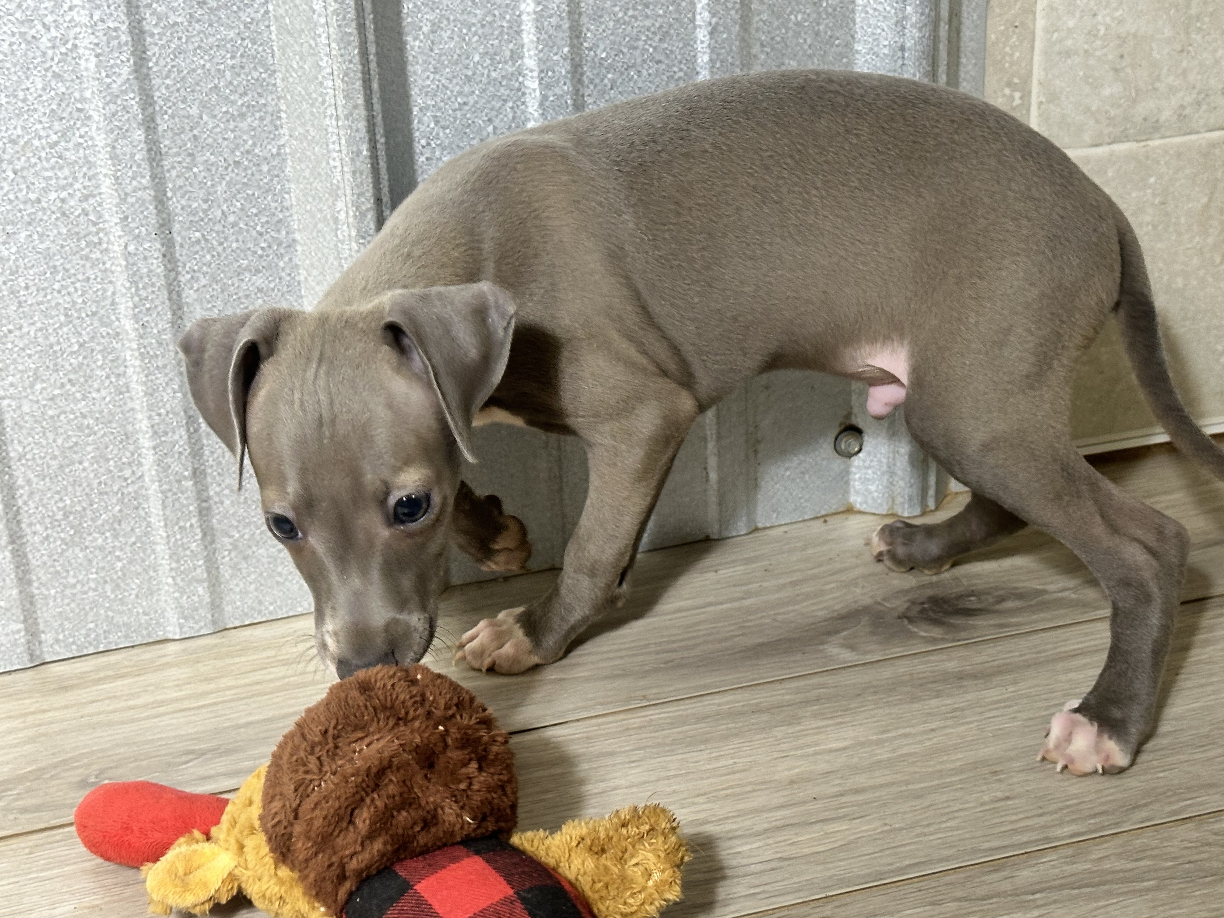 puppy, for, sale, Italian Greyhound, Kimberly  Dildine, dog, breeder, Willow Springs, MO, dog-breeder, puppy-for-sale, forsale, nearby, find, puppyfind, locator, puppylocator, aca