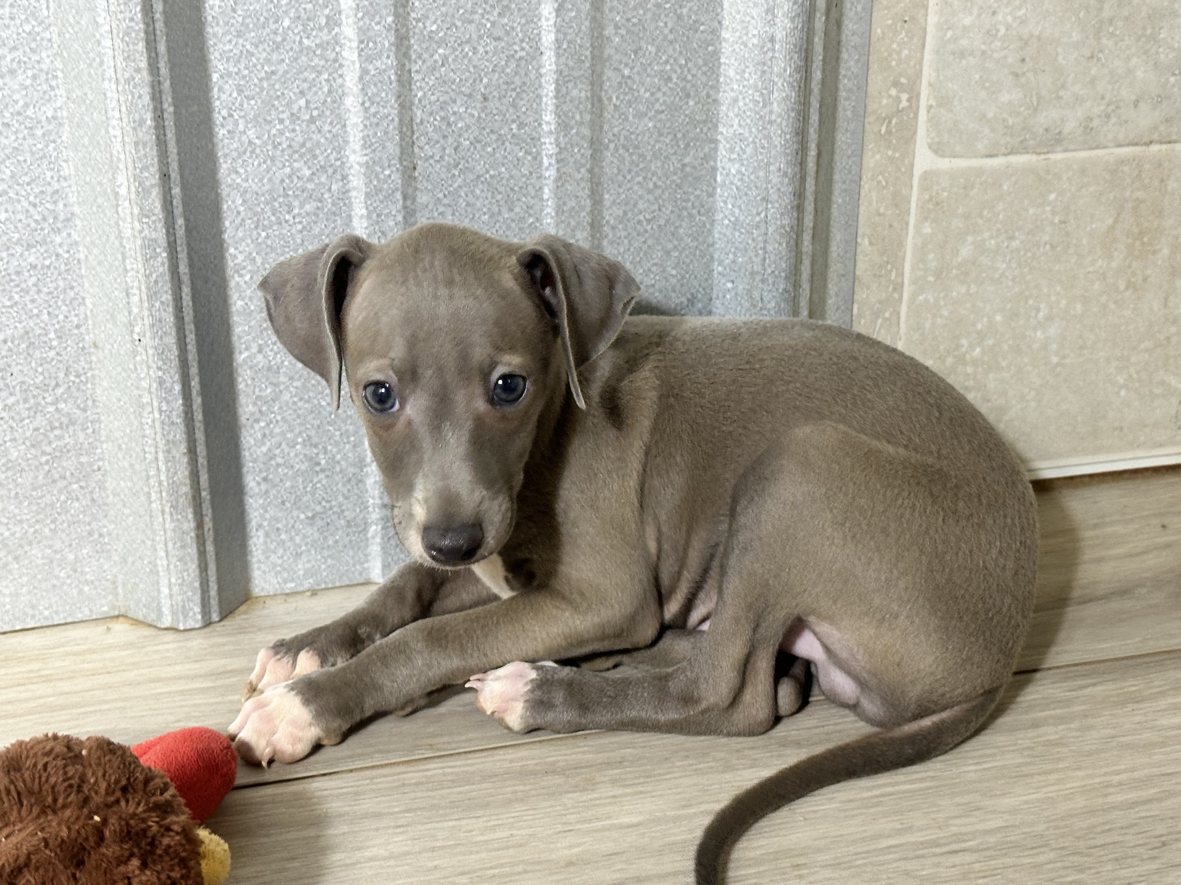 puppy, for, sale, Italian Greyhound, Kimberly  Dildine, dog, breeder, Willow Springs, MO, dog-breeder, puppy-for-sale, forsale, nearby, find, puppyfind, locator, puppylocator, aca