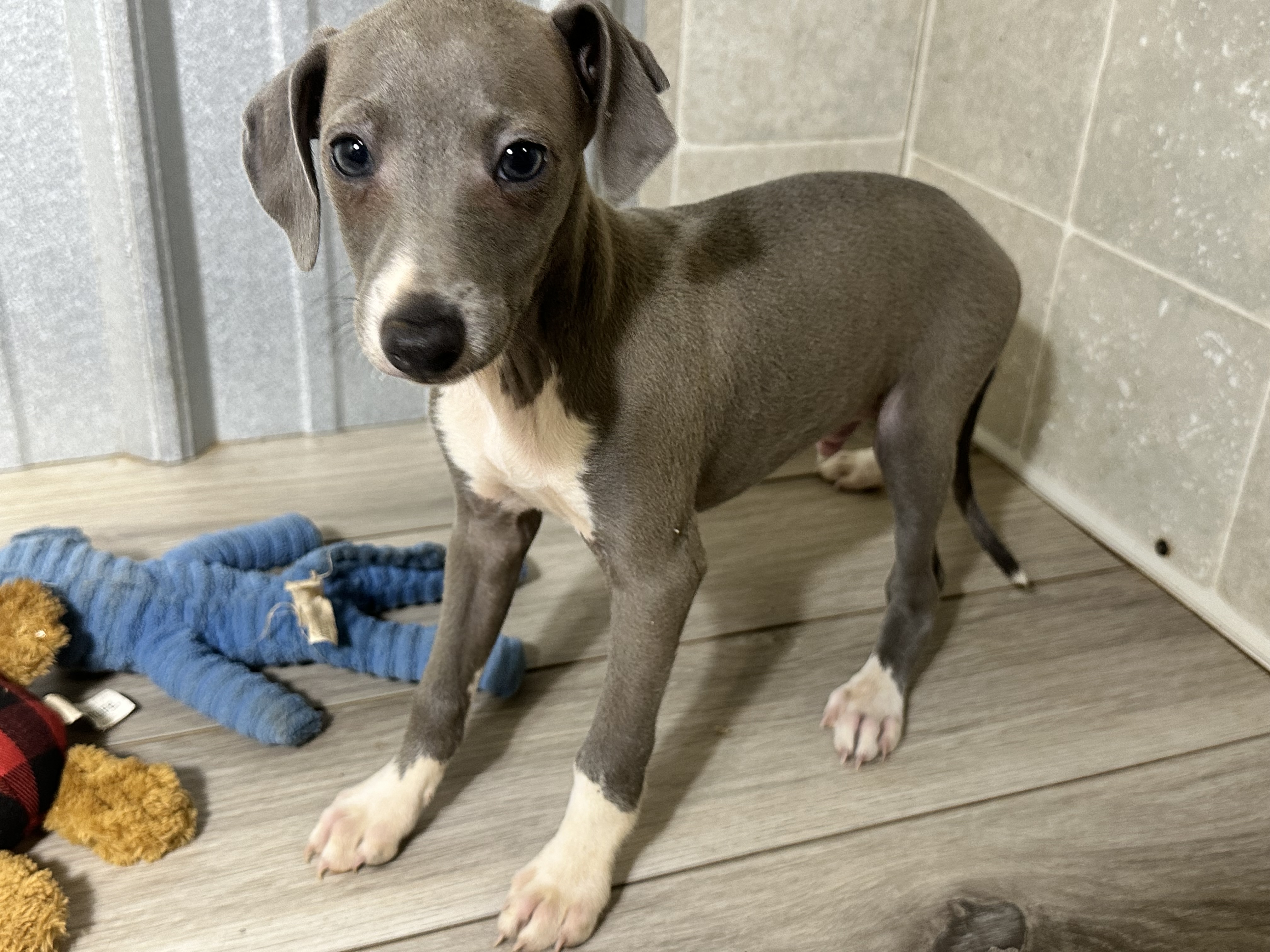 puppy, for, sale, Italian Greyhound, Kimberly  Dildine, dog, breeder, Willow Springs, MO, dog-breeder, puppy-for-sale, forsale, nearby, find, puppyfind, locator, puppylocator, aca