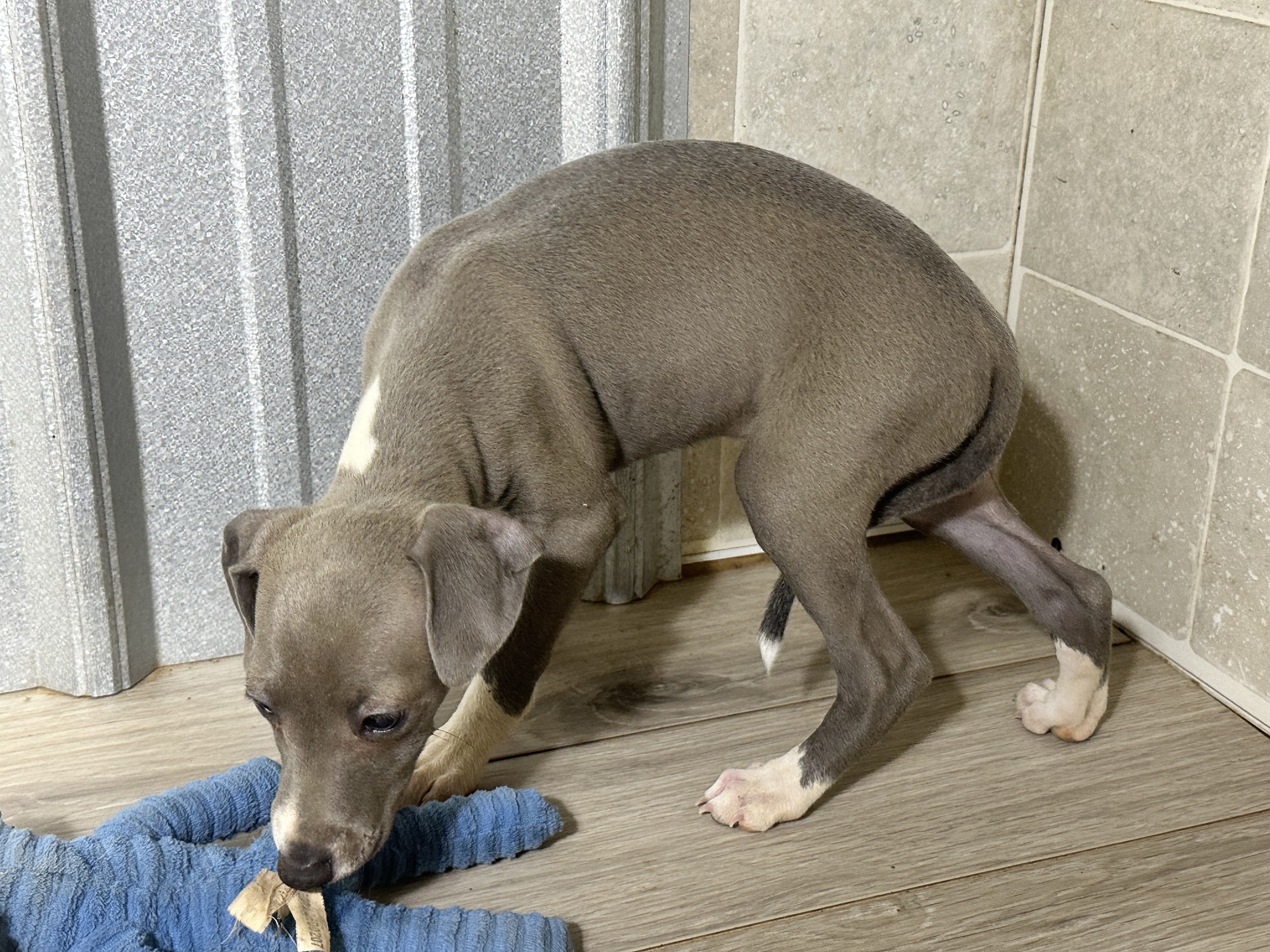 puppy, for, sale, Italian Greyhound, Kimberly  Dildine, dog, breeder, Willow Springs, MO, dog-breeder, puppy-for-sale, forsale, nearby, find, puppyfind, locator, puppylocator, aca