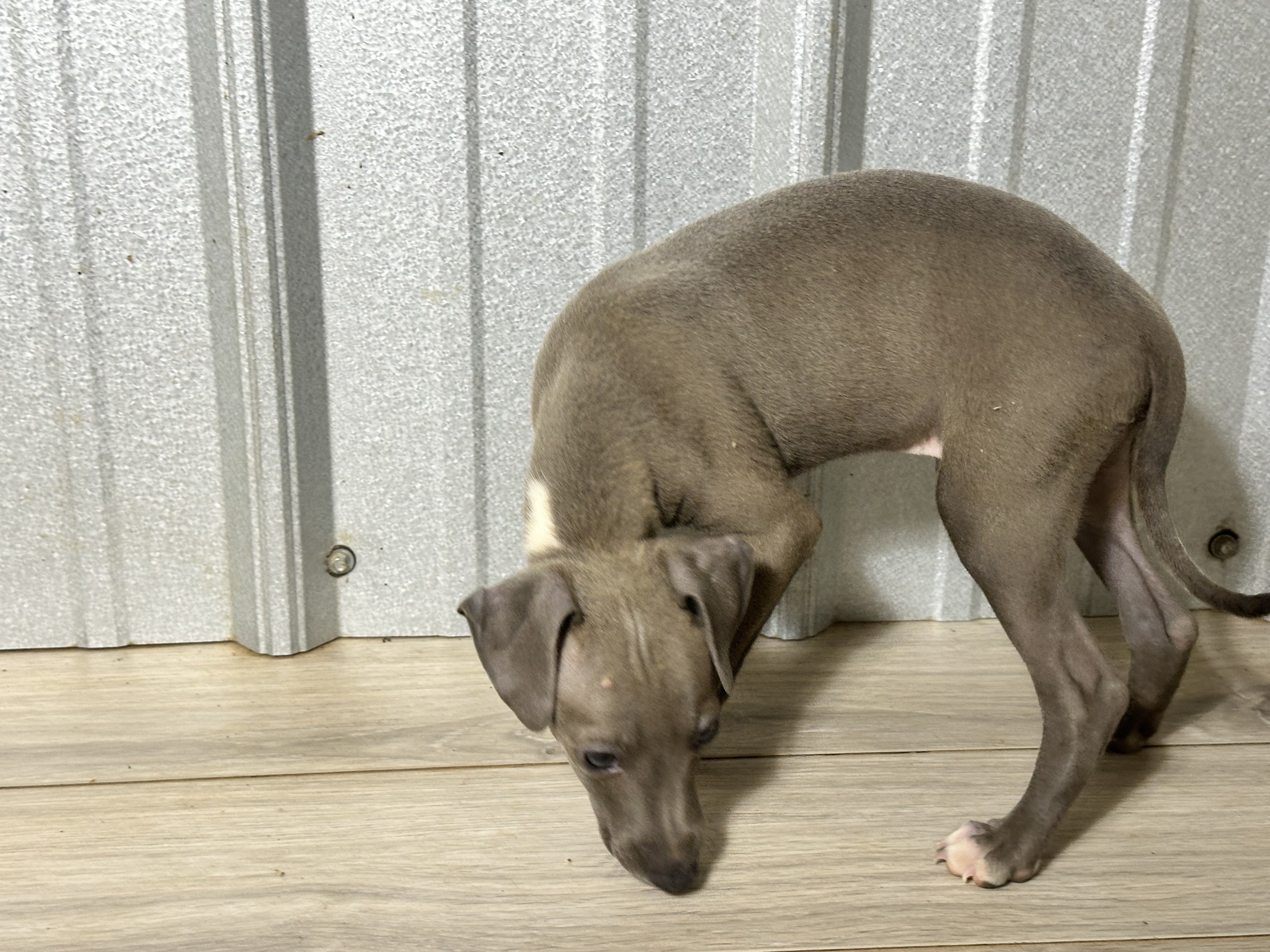 puppy, for, sale, Italian Greyhound, Kimberly  Dildine, dog, breeder, Willow Springs, MO, dog-breeder, puppy-for-sale, forsale, nearby, find, puppyfind, locator, puppylocator, aca