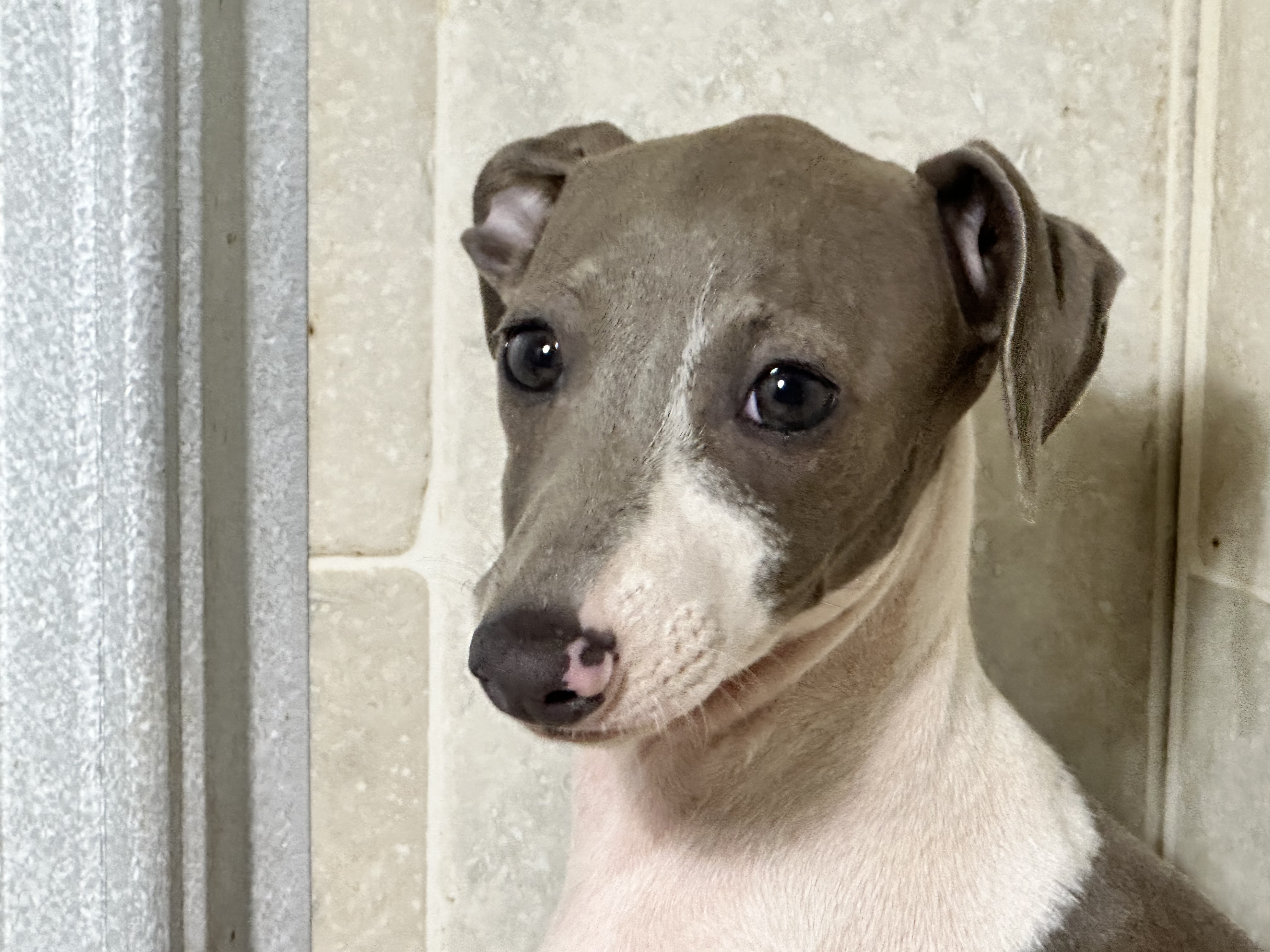 puppy, for, sale, Italian Greyhound, Kimberly  Dildine, dog, breeder, Willow Springs, MO, dog-breeder, puppy-for-sale, forsale, nearby, find, puppyfind, locator, puppylocator, aca