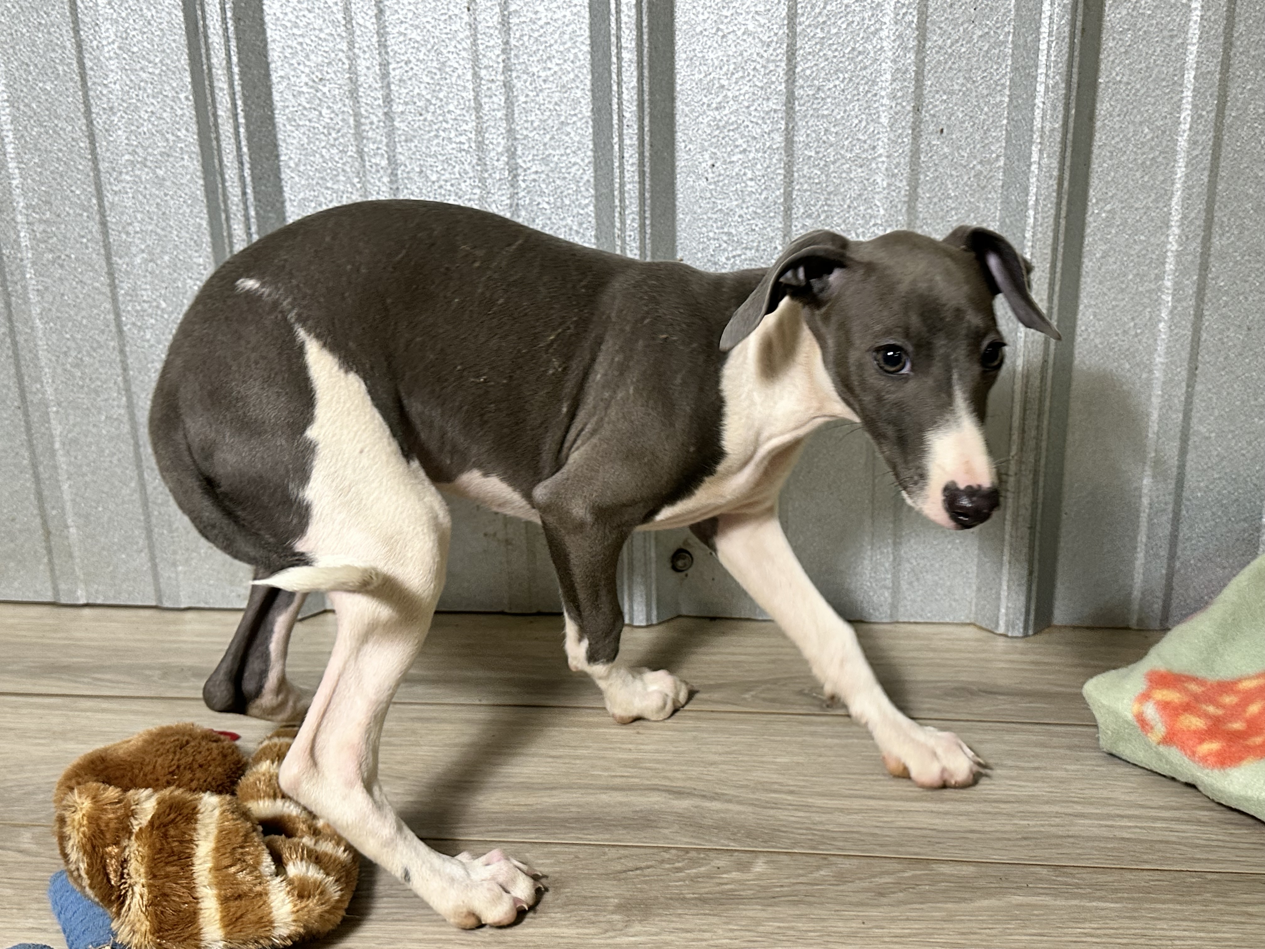 puppy, for, sale, Italian Greyhound, Kimberly  Dildine, dog, breeder, Willow Springs, MO, dog-breeder, puppy-for-sale, forsale, nearby, find, puppyfind, locator, puppylocator, aca