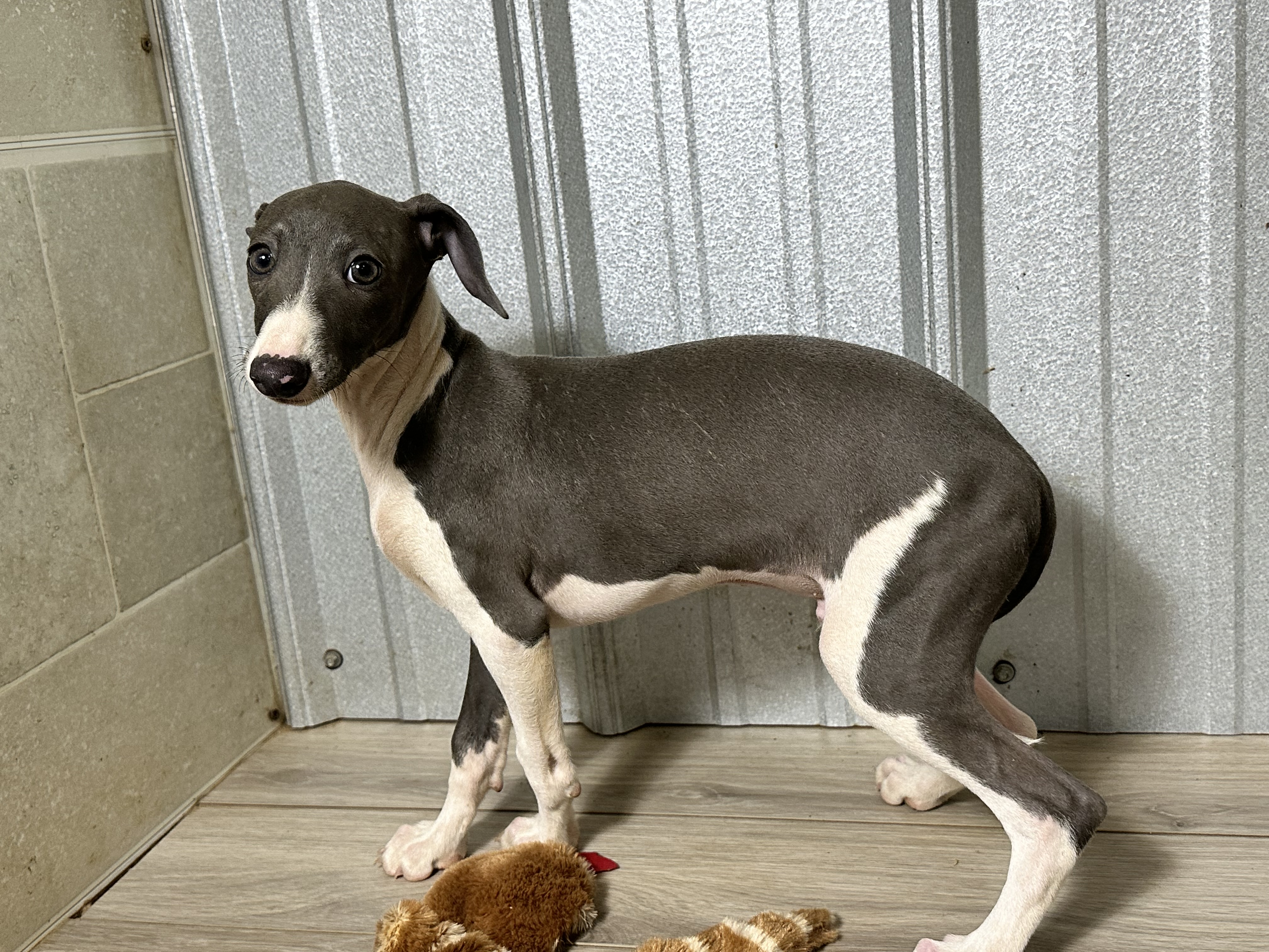 puppy, for, sale, Italian Greyhound, Kimberly  Dildine, dog, breeder, Willow Springs, MO, dog-breeder, puppy-for-sale, forsale, nearby, find, puppyfind, locator, puppylocator, aca