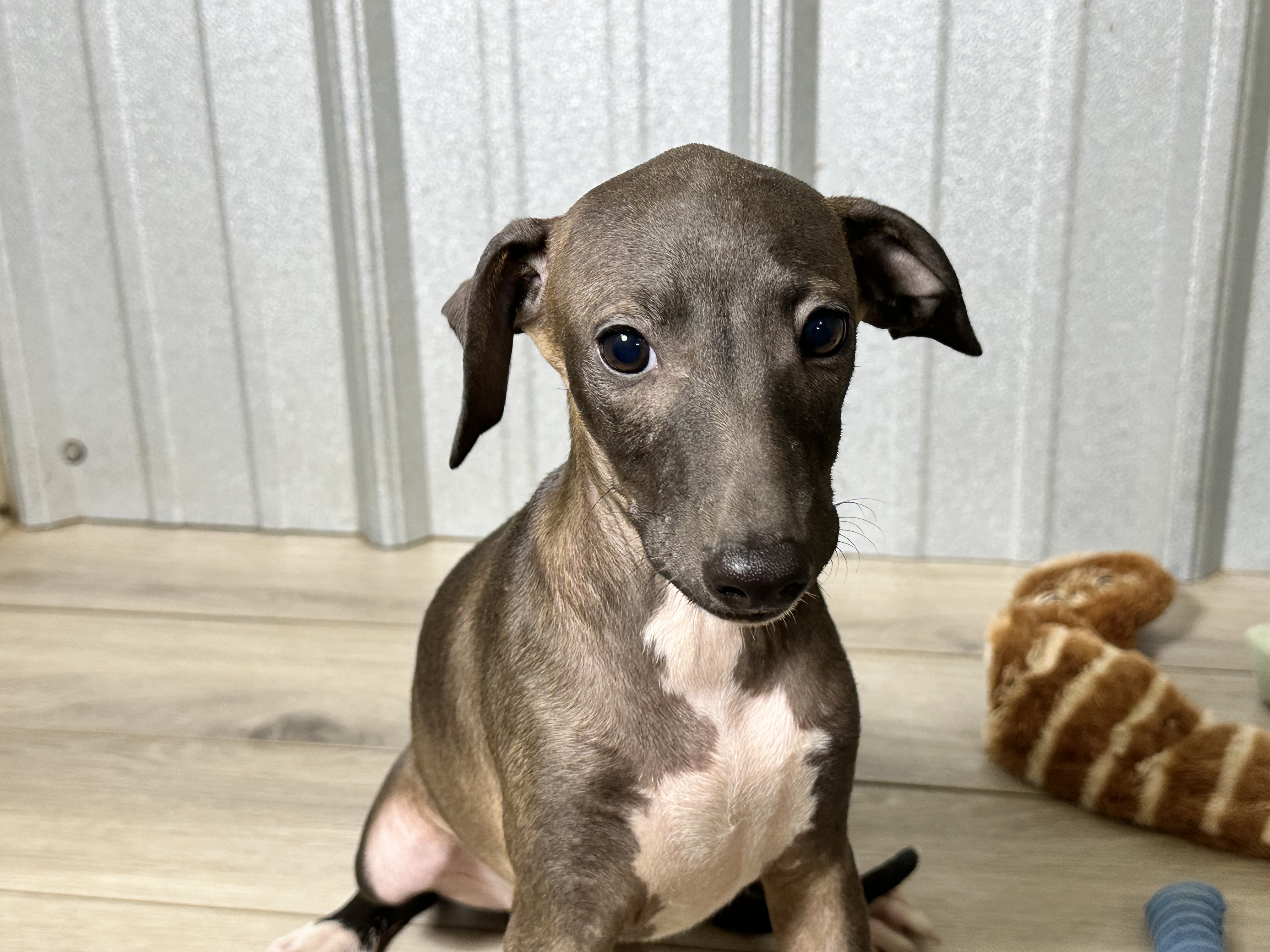 puppy, for, sale, Italian Greyhound, Kimberly  Dildine, dog, breeder, Willow Springs, MO, dog-breeder, puppy-for-sale, forsale, nearby, find, puppyfind, locator, puppylocator, aca