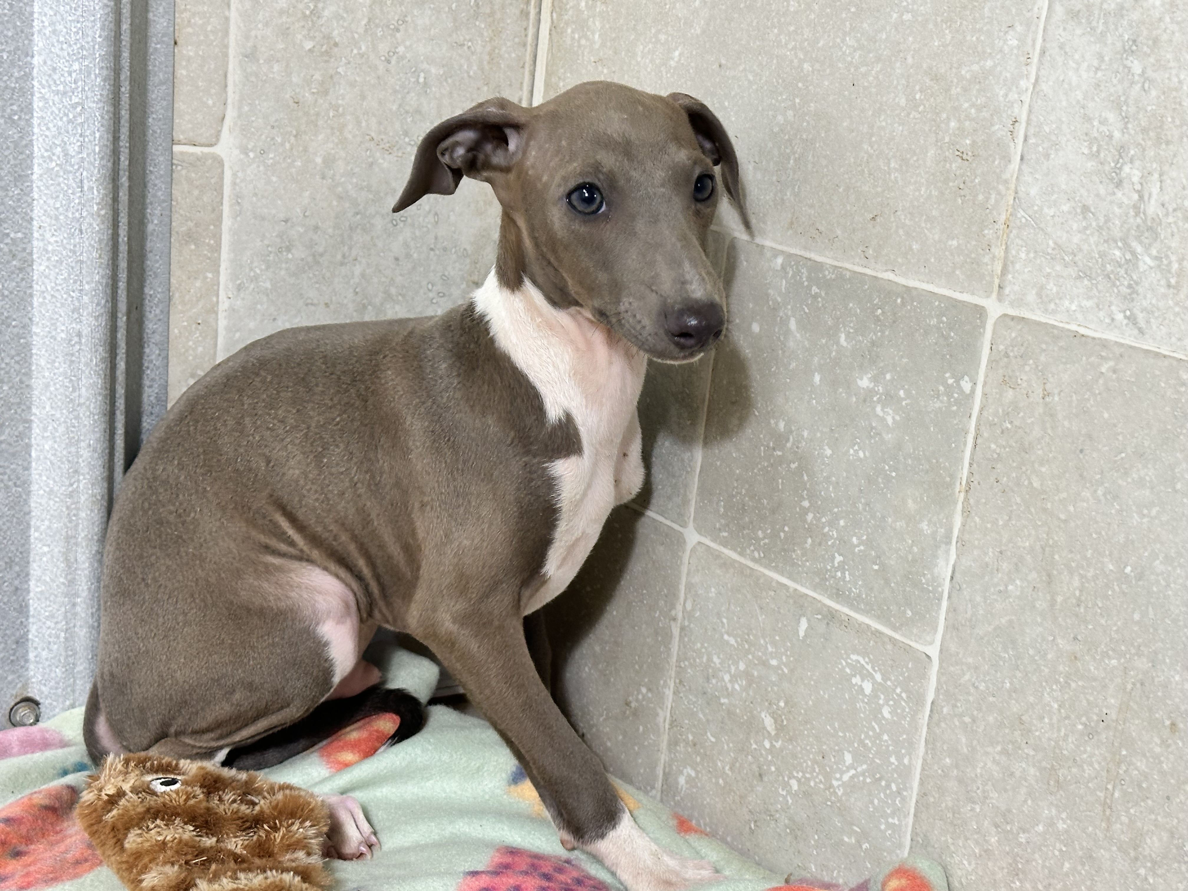 puppy, for, sale, Italian Greyhound, Kimberly  Dildine, dog, breeder, Willow Springs, MO, dog-breeder, puppy-for-sale, forsale, nearby, find, puppyfind, locator, puppylocator, aca