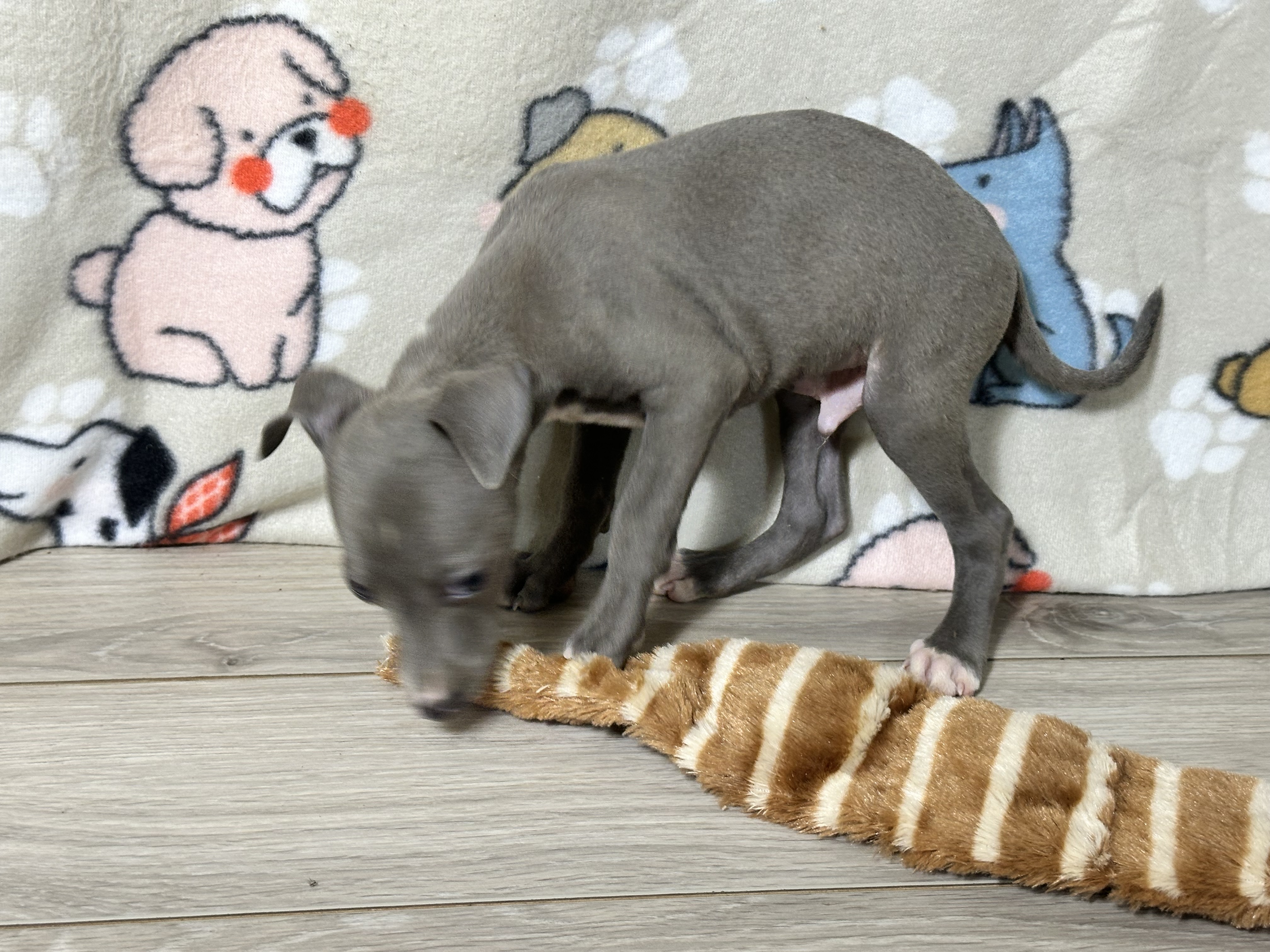 puppy, for, sale, Italian Greyhound, Kimberly  Dildine, dog, breeder, Willow Springs, MO, dog-breeder, puppy-for-sale, forsale, nearby, find, puppyfind, locator, puppylocator, aca