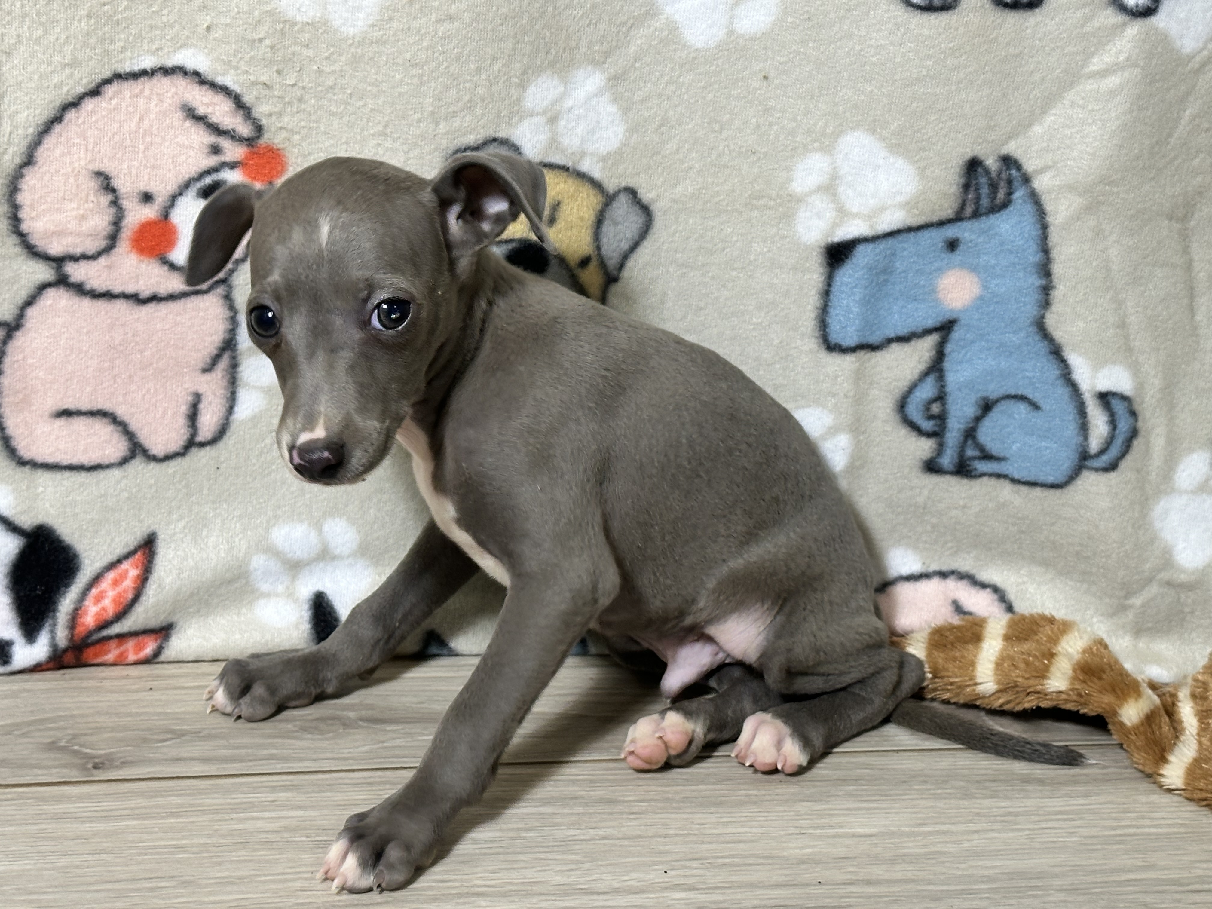 puppy, for, sale, Italian Greyhound, Kimberly  Dildine, dog, breeder, Willow Springs, MO, dog-breeder, puppy-for-sale, forsale, nearby, find, puppyfind, locator, puppylocator, aca