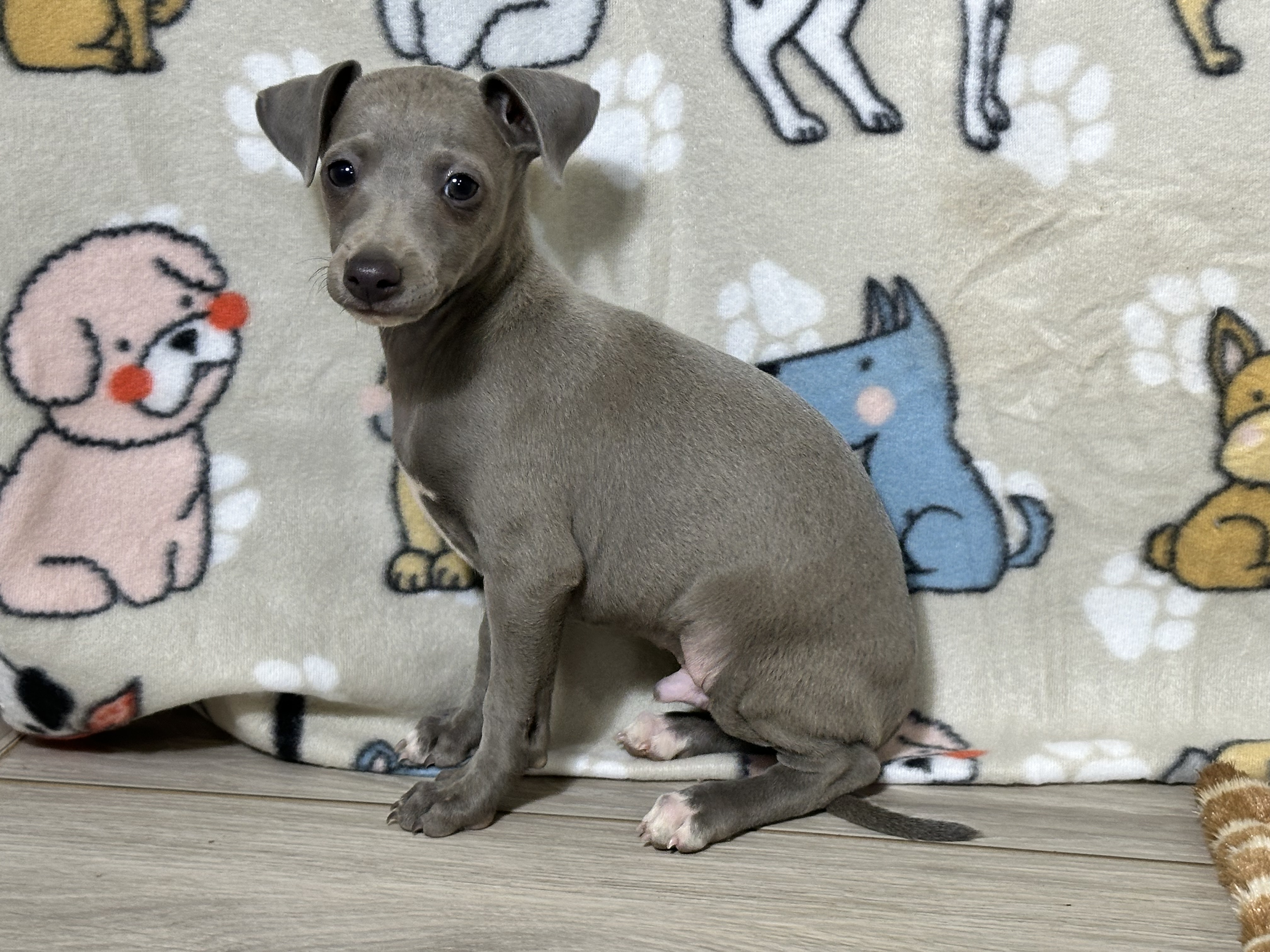 puppy, for, sale, Italian Greyhound, Kimberly  Dildine, dog, breeder, Willow Springs, MO, dog-breeder, puppy-for-sale, forsale, nearby, find, puppyfind, locator, puppylocator, aca