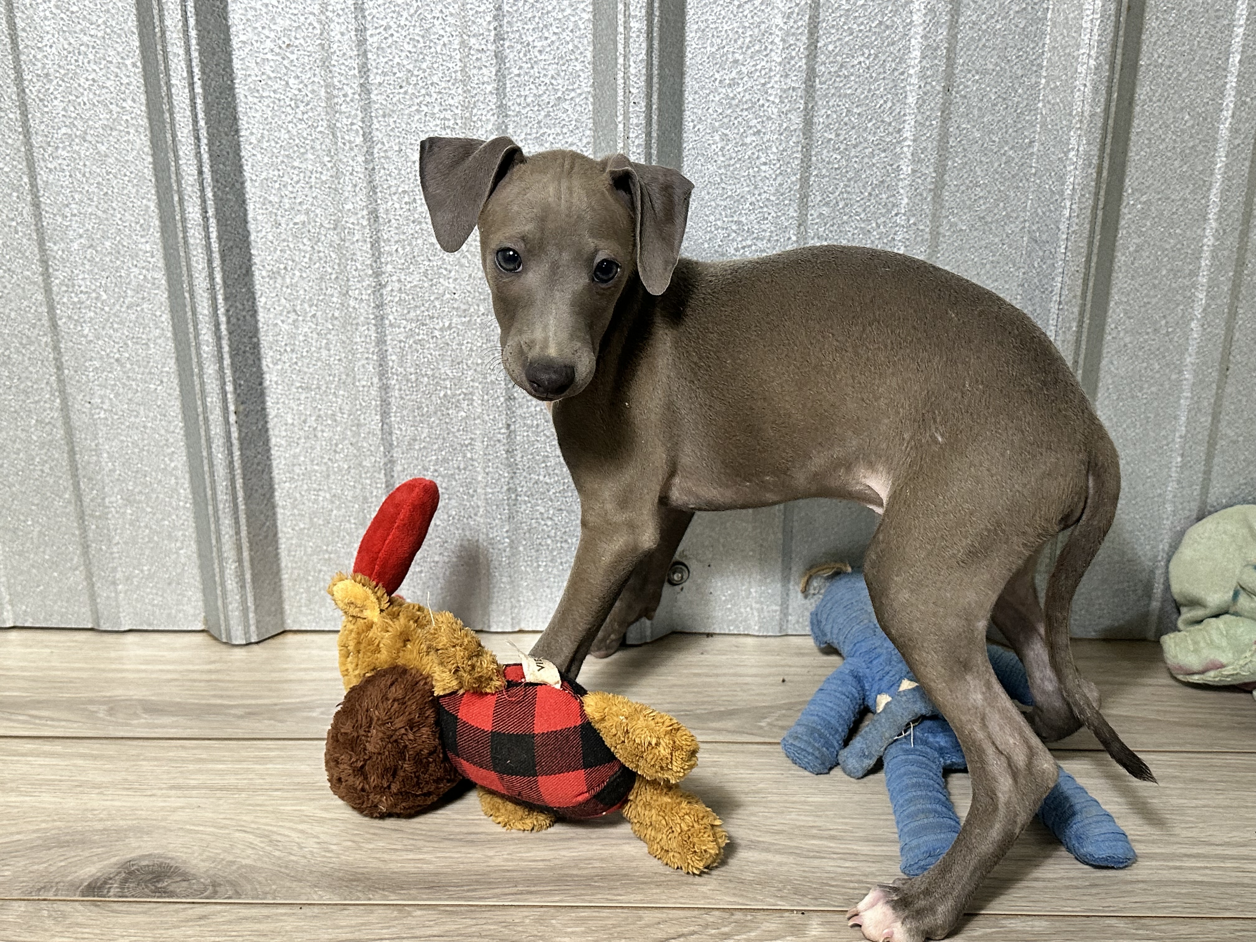 puppy, for, sale, Italian Greyhound, Kimberly  Dildine, dog, breeder, Willow Springs, MO, dog-breeder, puppy-for-sale, forsale, nearby, find, puppyfind, locator, puppylocator, aca