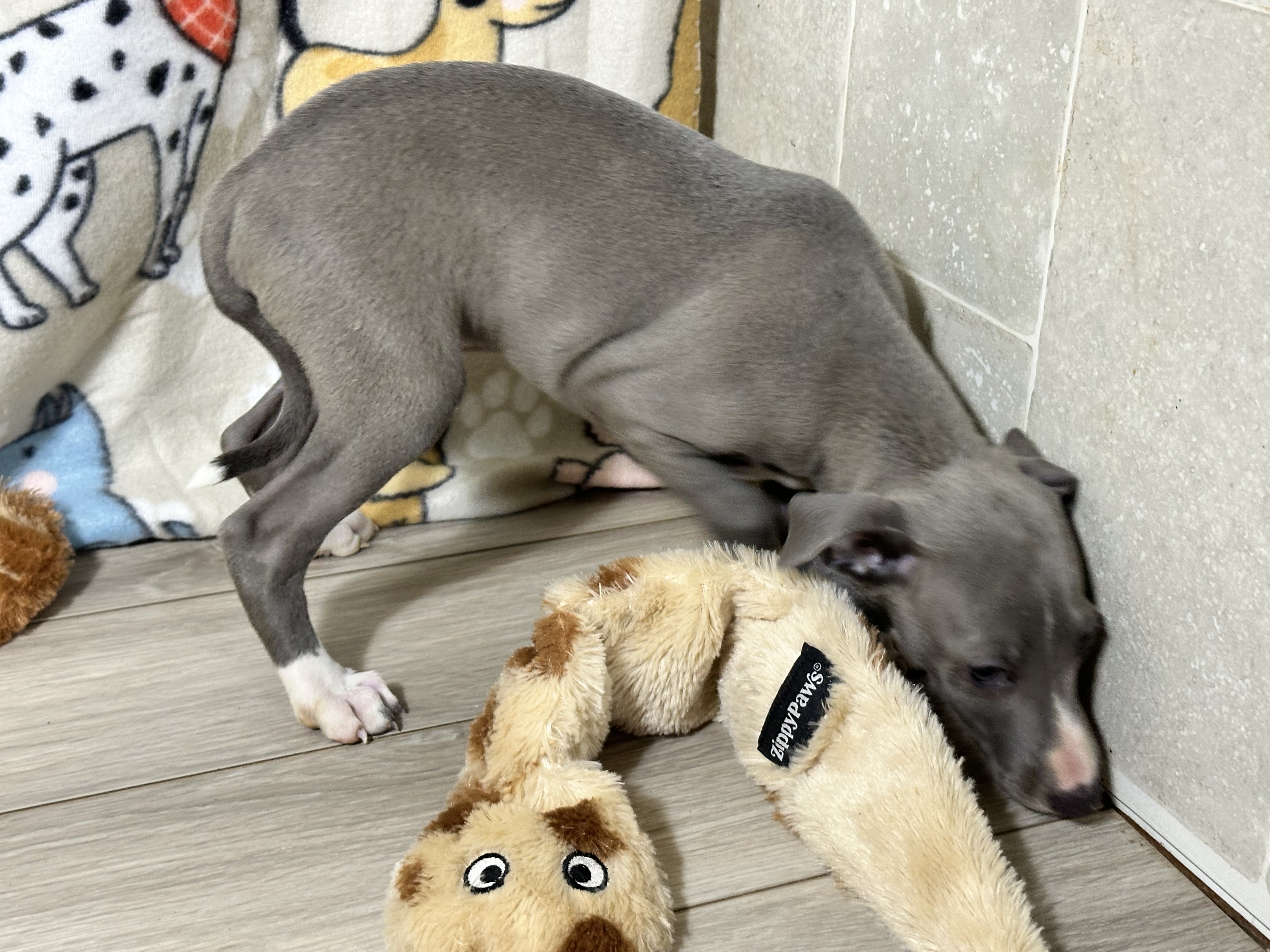 puppy, for, sale, Italian Greyhound, Kimberly  Dildine, dog, breeder, Willow Springs, MO, dog-breeder, puppy-for-sale, forsale, nearby, find, puppyfind, locator, puppylocator, aca