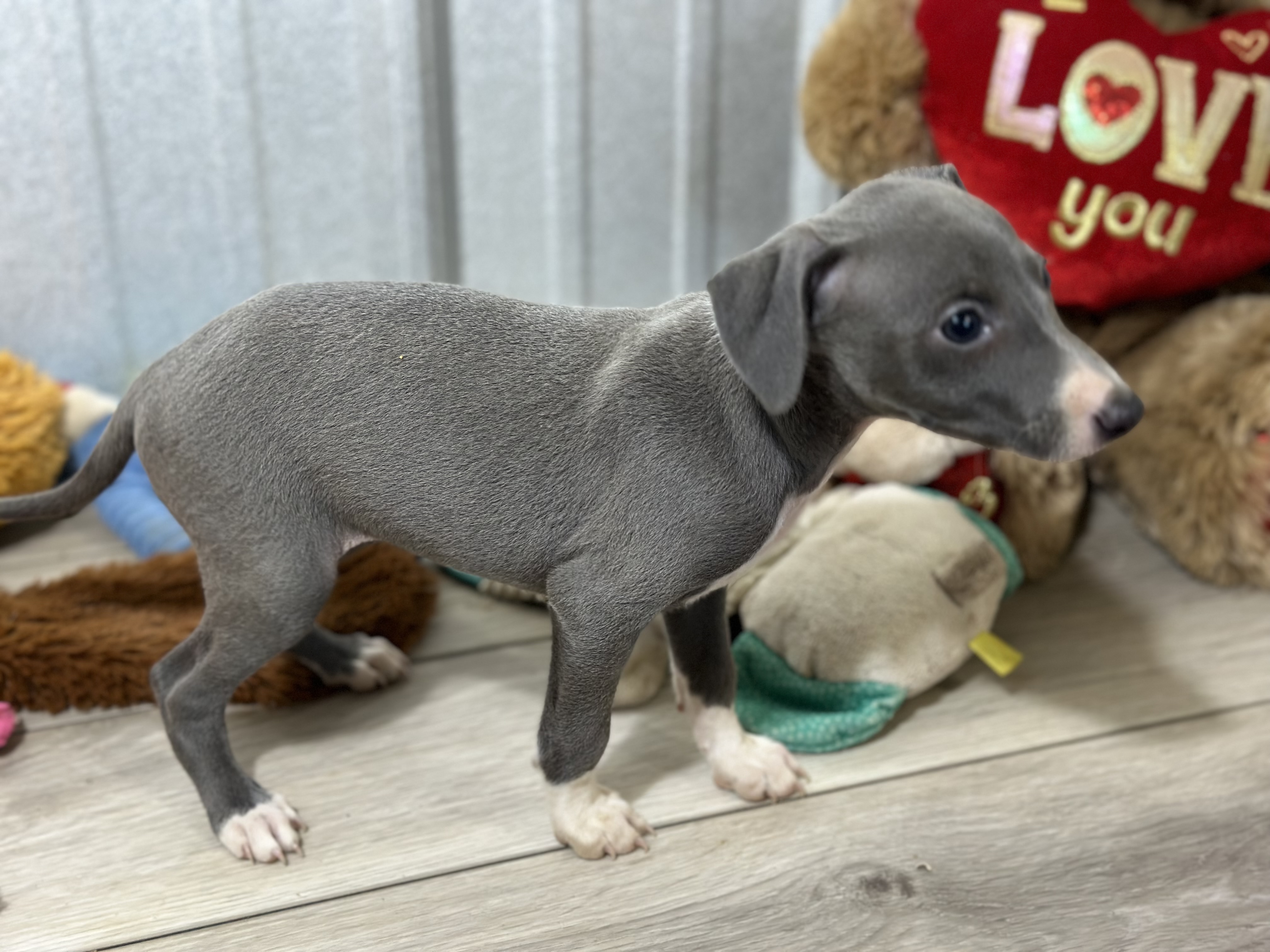 puppy, for, sale, Italian Greyhound, Kimberly  Dildine, dog, breeder, Willow Springs, MO, dog-breeder, puppy-for-sale, forsale, nearby, find, puppyfind, locator, puppylocator, aca