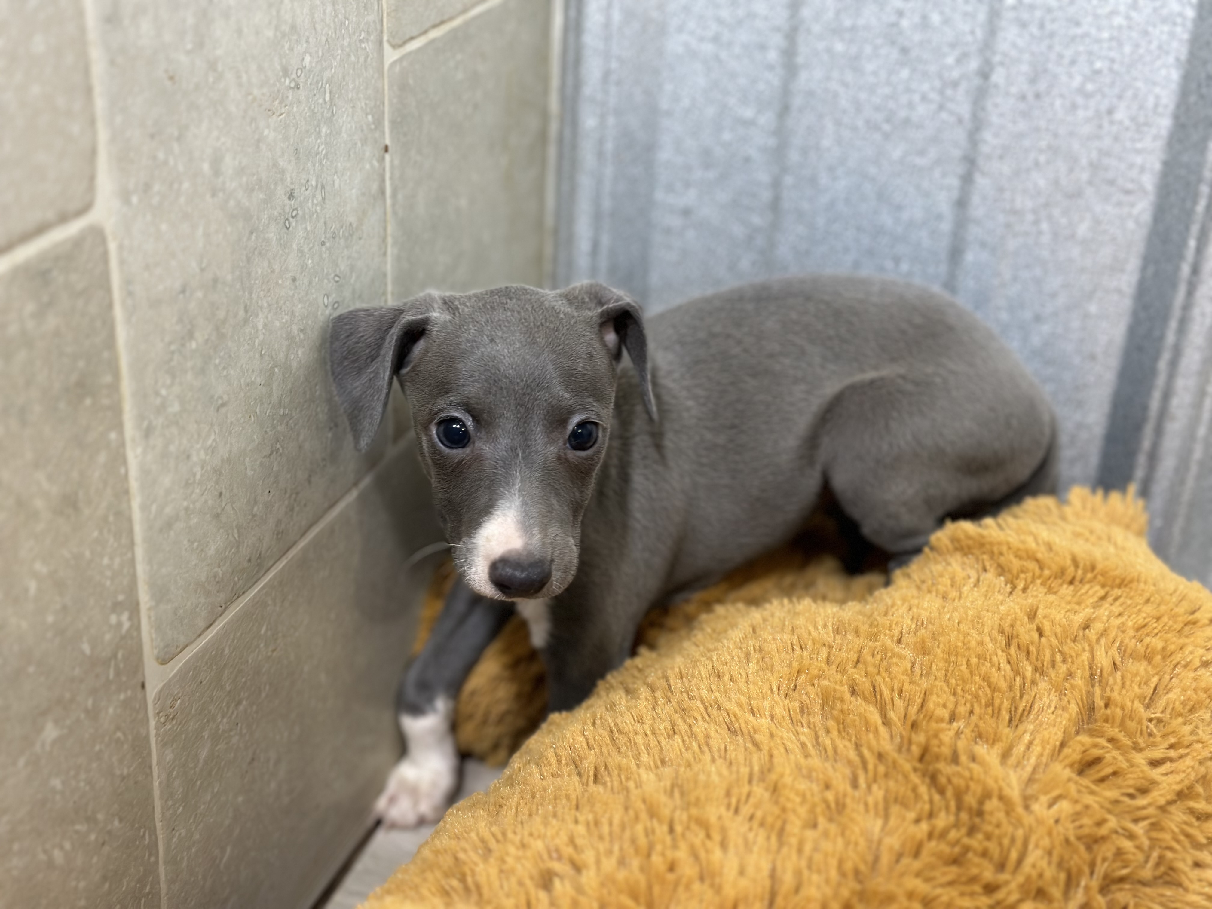 puppy, for, sale, Italian Greyhound, Kimberly  Dildine, dog, breeder, Willow Springs, MO, dog-breeder, puppy-for-sale, forsale, nearby, find, puppyfind, locator, puppylocator, aca