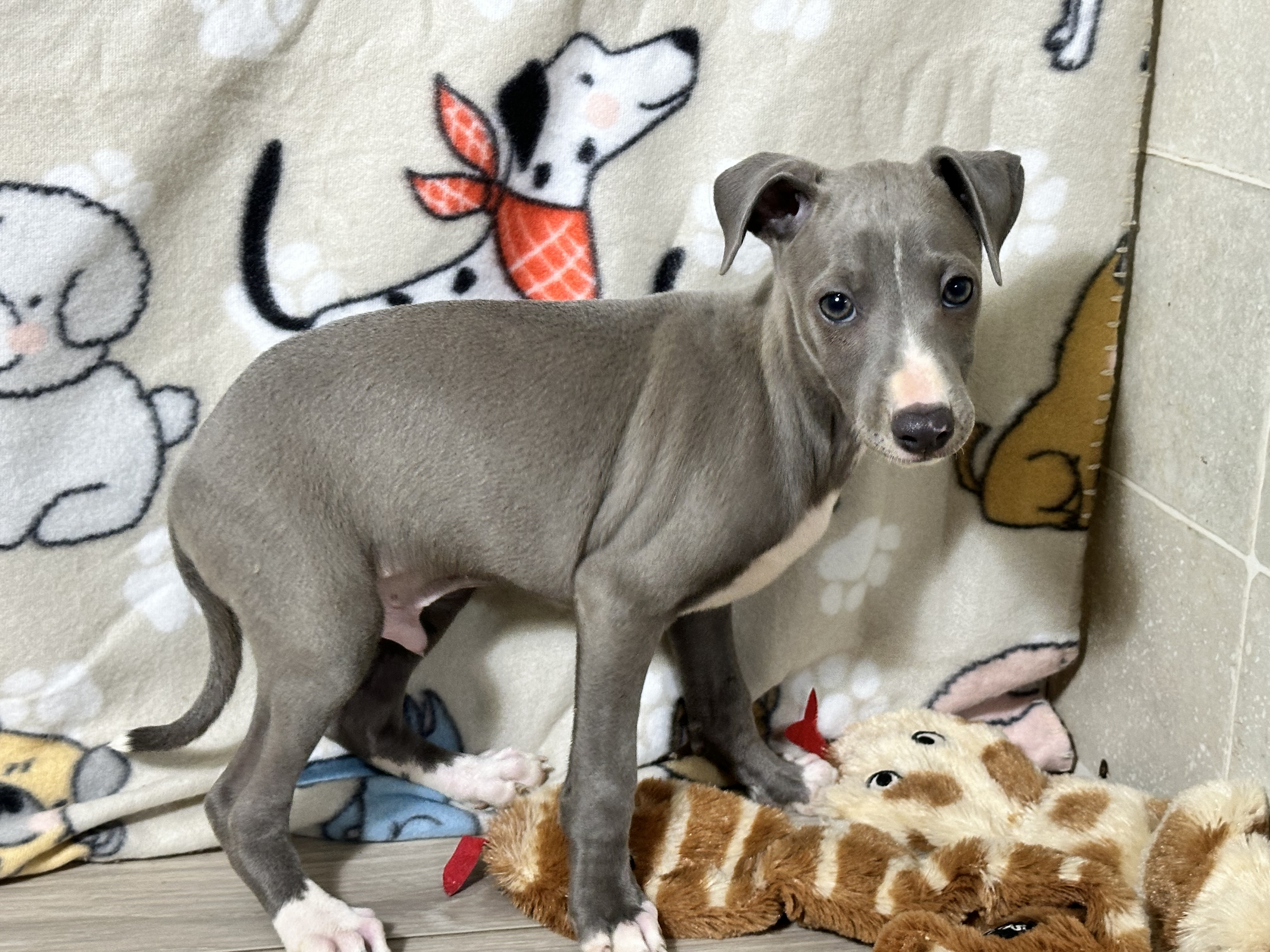 puppy, for, sale, Italian Greyhound, Kimberly  Dildine, dog, breeder, Willow Springs, MO, dog-breeder, puppy-for-sale, forsale, nearby, find, puppyfind, locator, puppylocator, aca