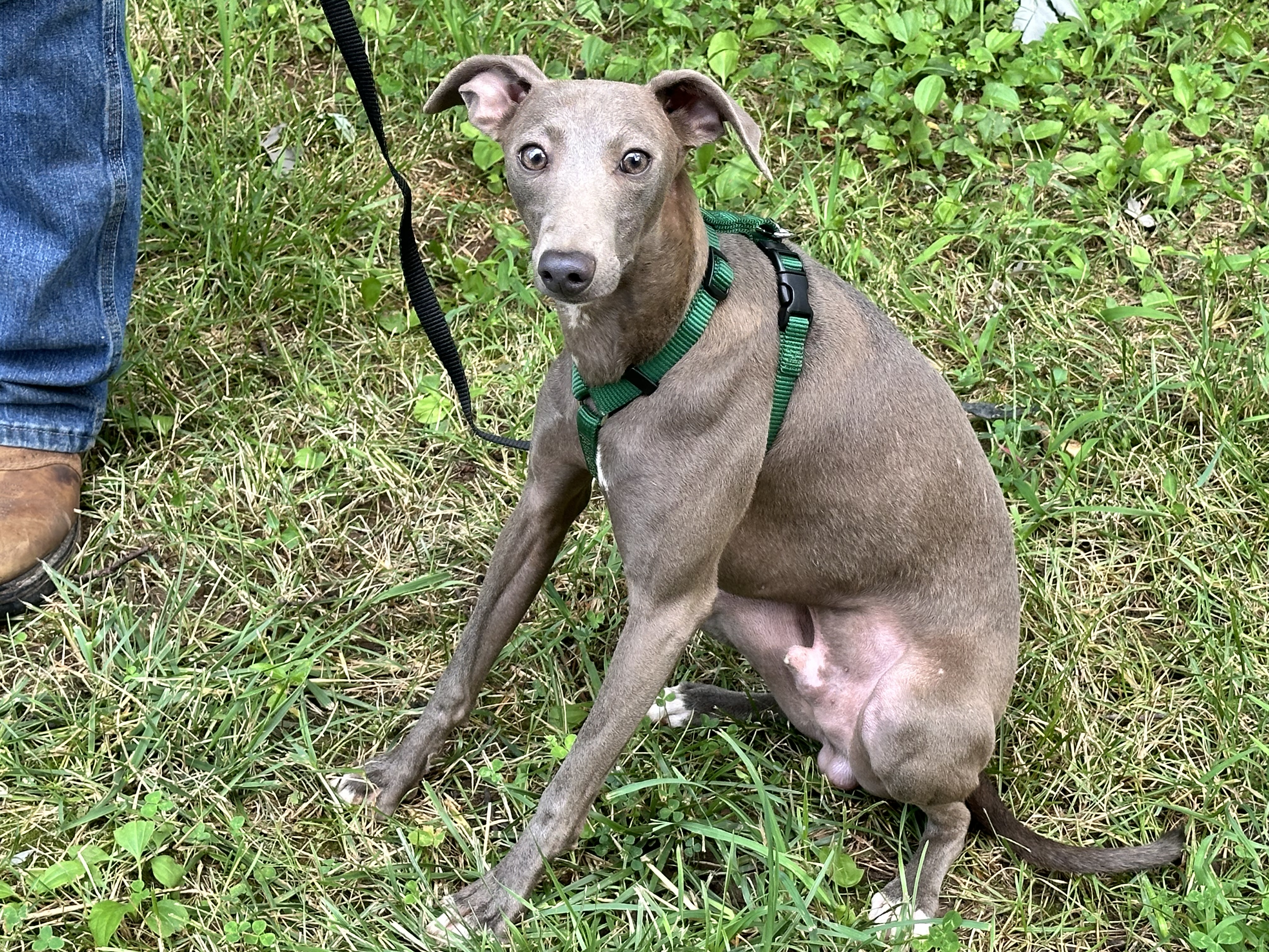 puppy, for, sale, Italian Greyhound, Kimberly  Dildine, dog, breeder, Willow Springs, MO, dog-breeder, puppy-for-sale, forsale, nearby, find, puppyfind, locator, puppylocator, aca