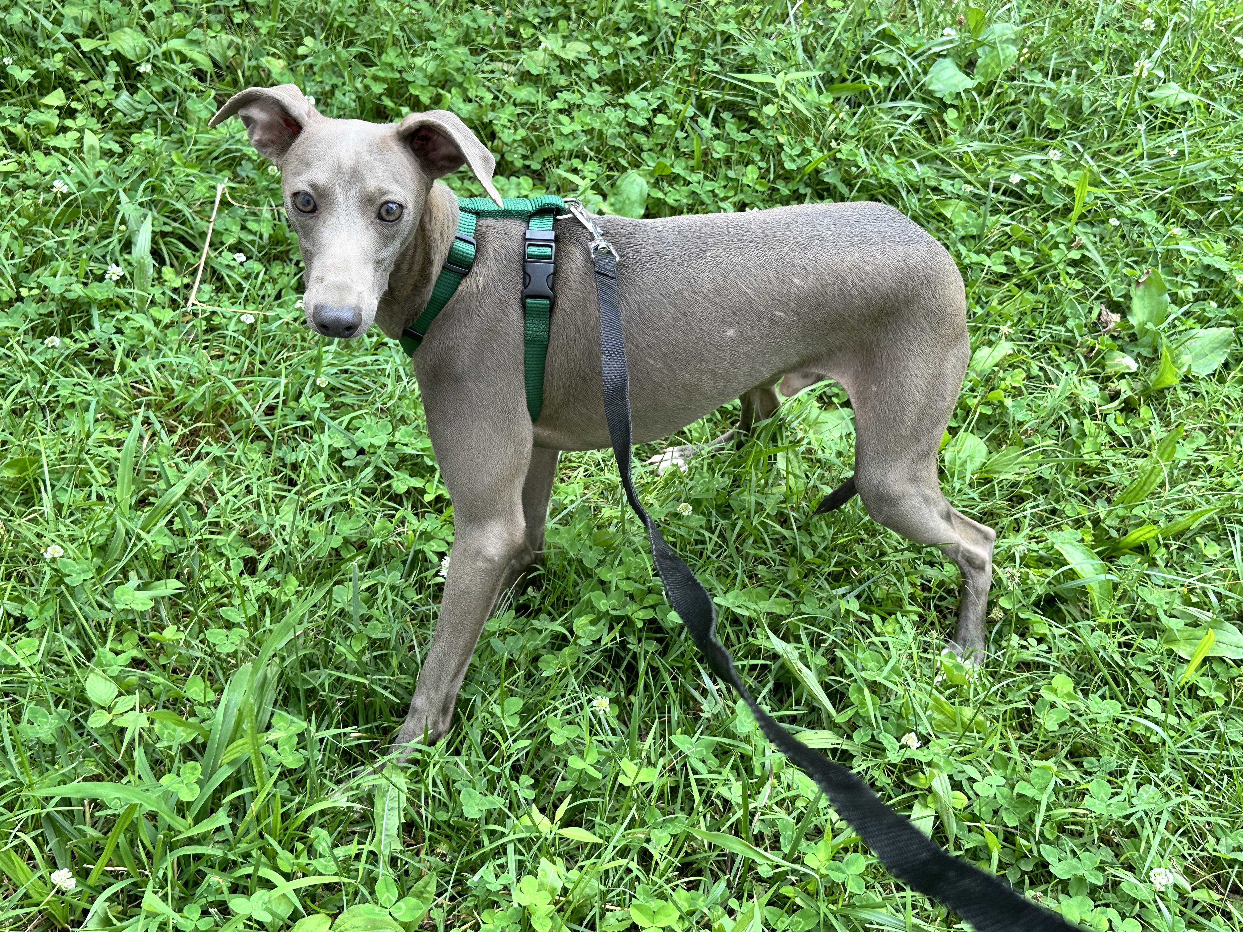 puppy, for, sale, Italian Greyhound, Kimberly  Dildine, dog, breeder, Willow Springs, MO, dog-breeder, puppy-for-sale, forsale, nearby, find, puppyfind, locator, puppylocator, aca