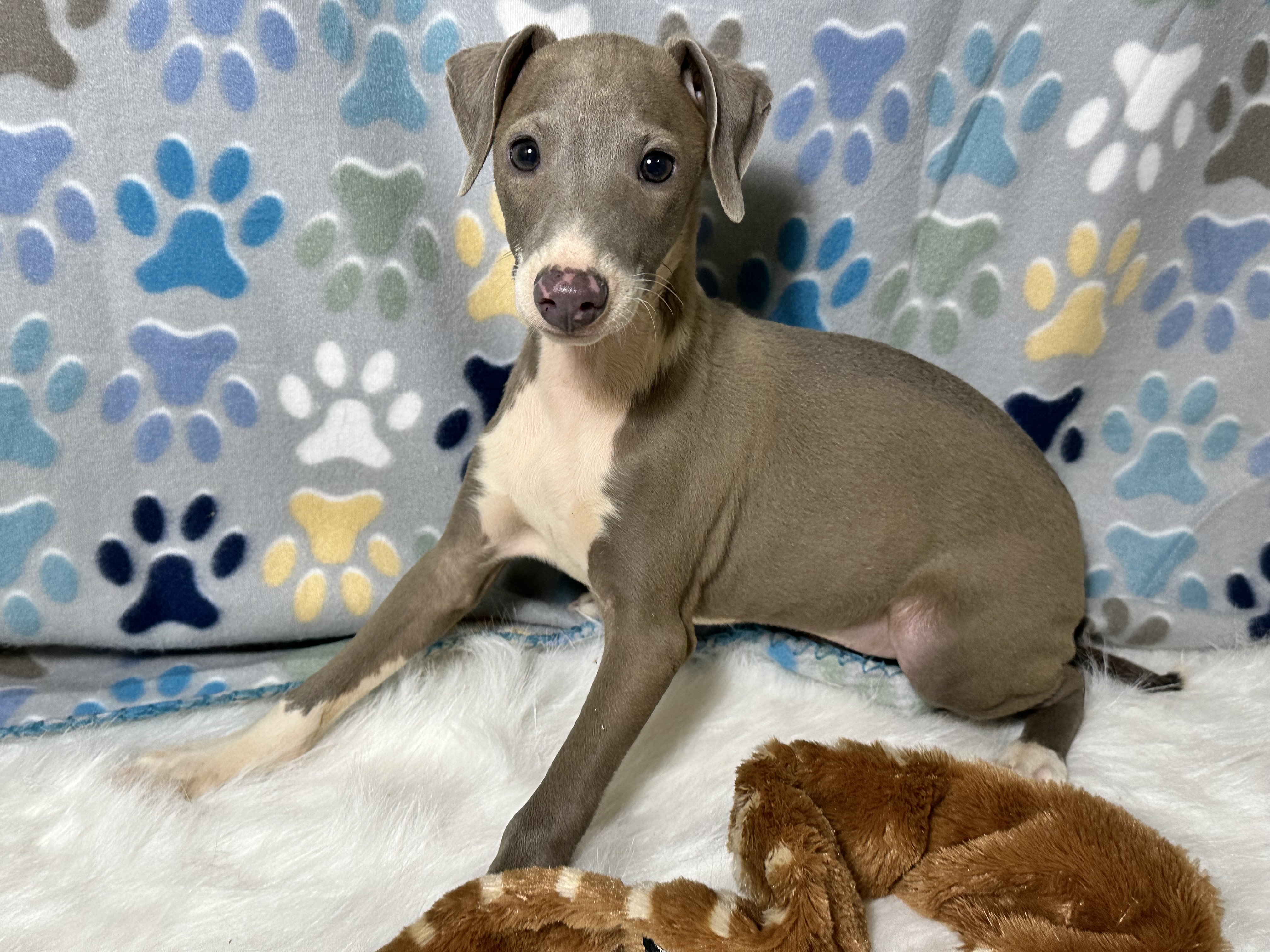 puppy, for, sale, Italian Greyhound, Kimberly  Dildine, dog, breeder, Willow Springs, MO, dog-breeder, puppy-for-sale, forsale, nearby, find, puppyfind, locator, puppylocator, aca