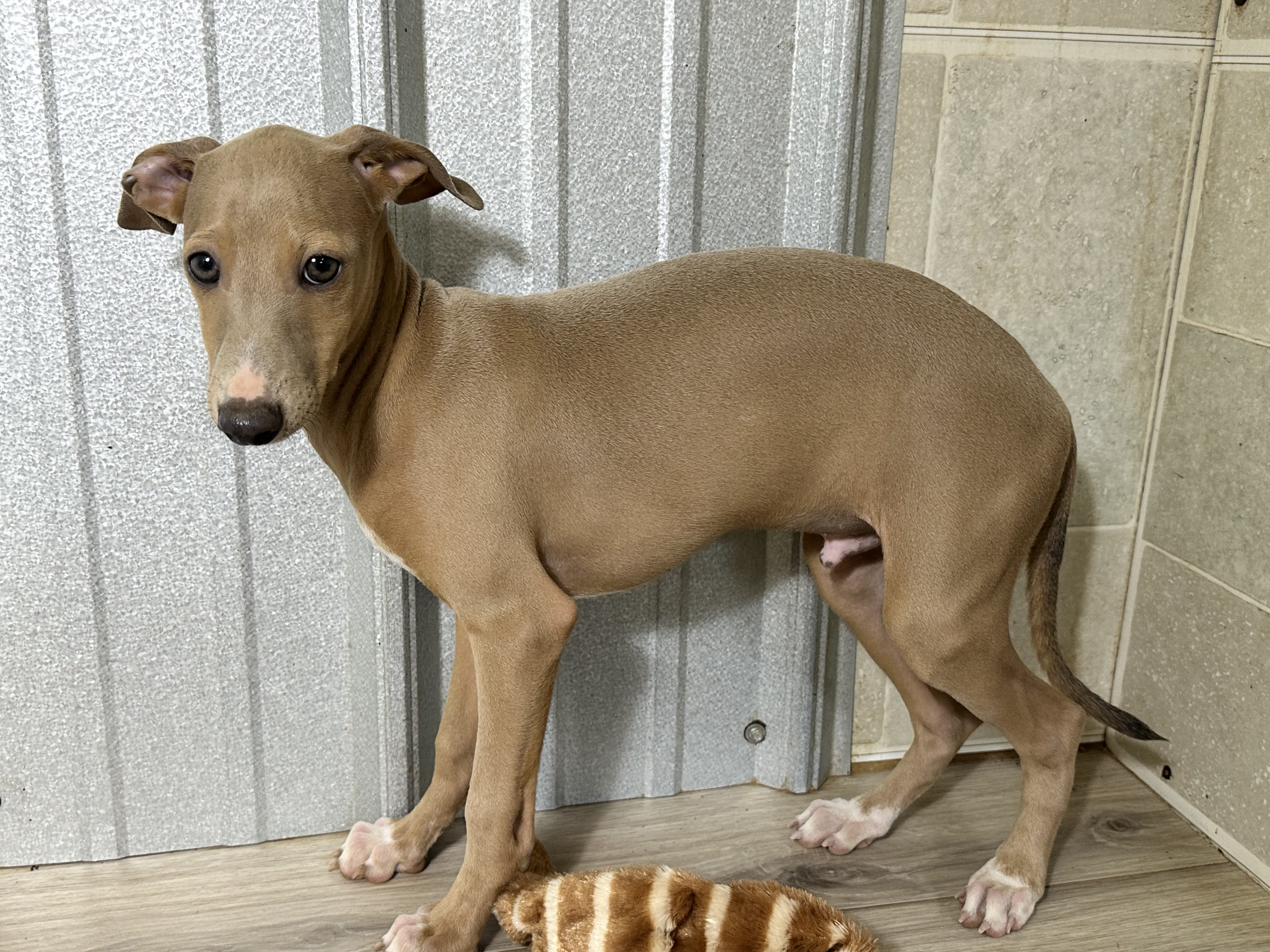 puppy, for, sale, Italian Greyhound, Kimberly  Dildine, dog, breeder, Willow Springs, MO, dog-breeder, puppy-for-sale, forsale, nearby, find, puppyfind, locator, puppylocator, aca