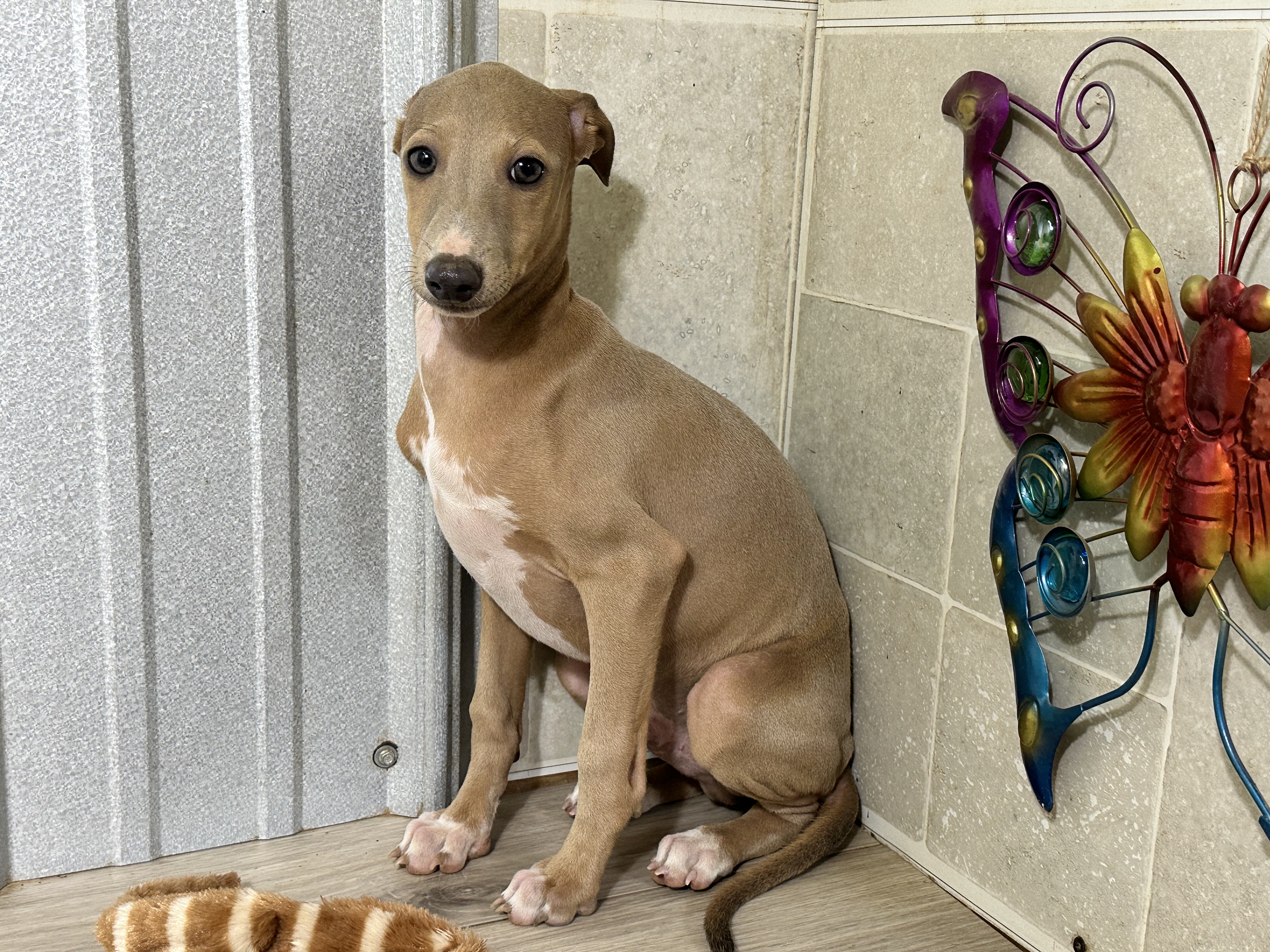 puppy, for, sale, Italian Greyhound, Kimberly  Dildine, dog, breeder, Willow Springs, MO, dog-breeder, puppy-for-sale, forsale, nearby, find, puppyfind, locator, puppylocator, aca