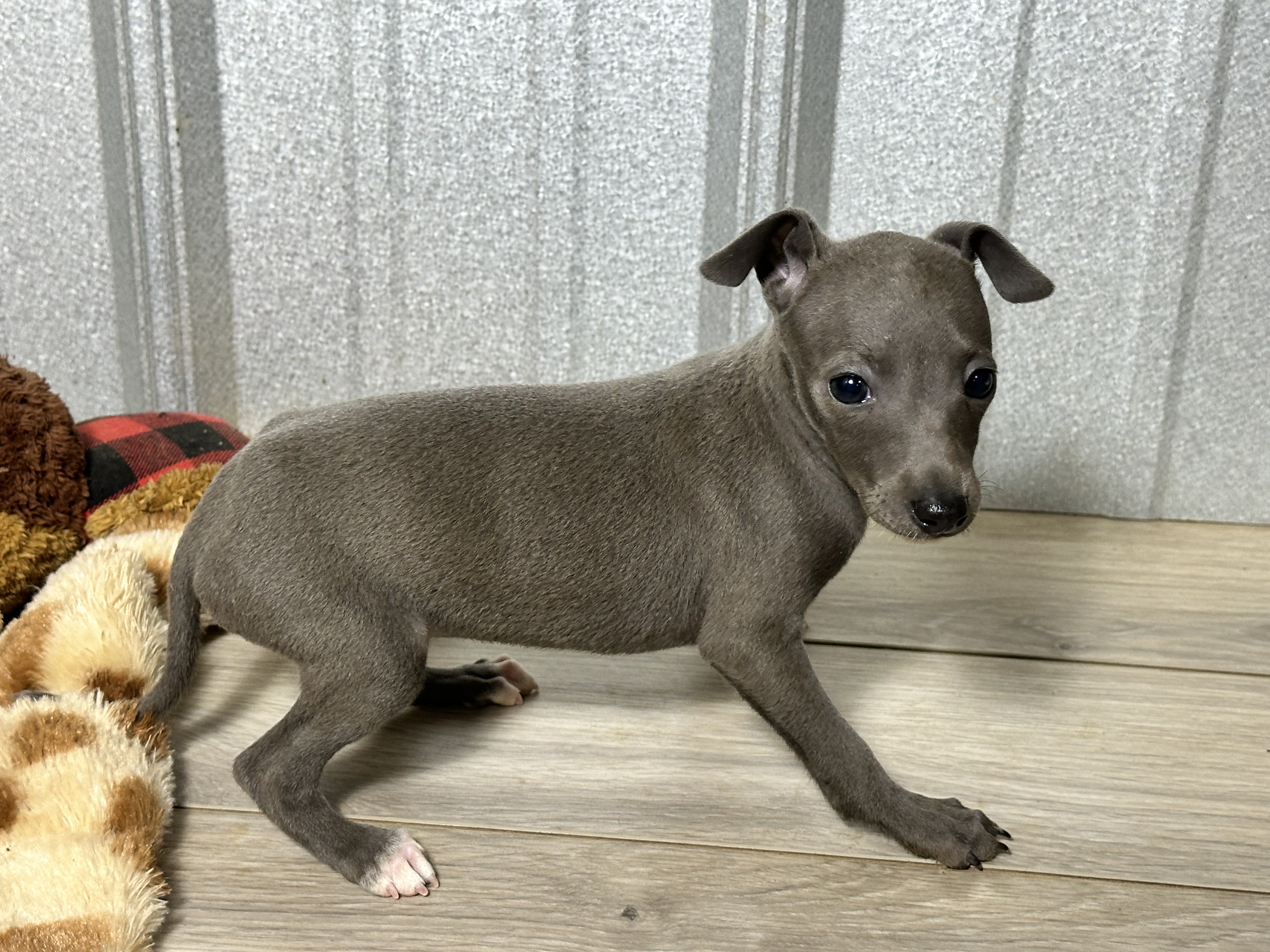 puppy, for, sale, Italian Greyhound, Kimberly  Dildine, dog, breeder, Willow Springs, MO, dog-breeder, puppy-for-sale, forsale, nearby, find, puppyfind, locator, puppylocator, aca