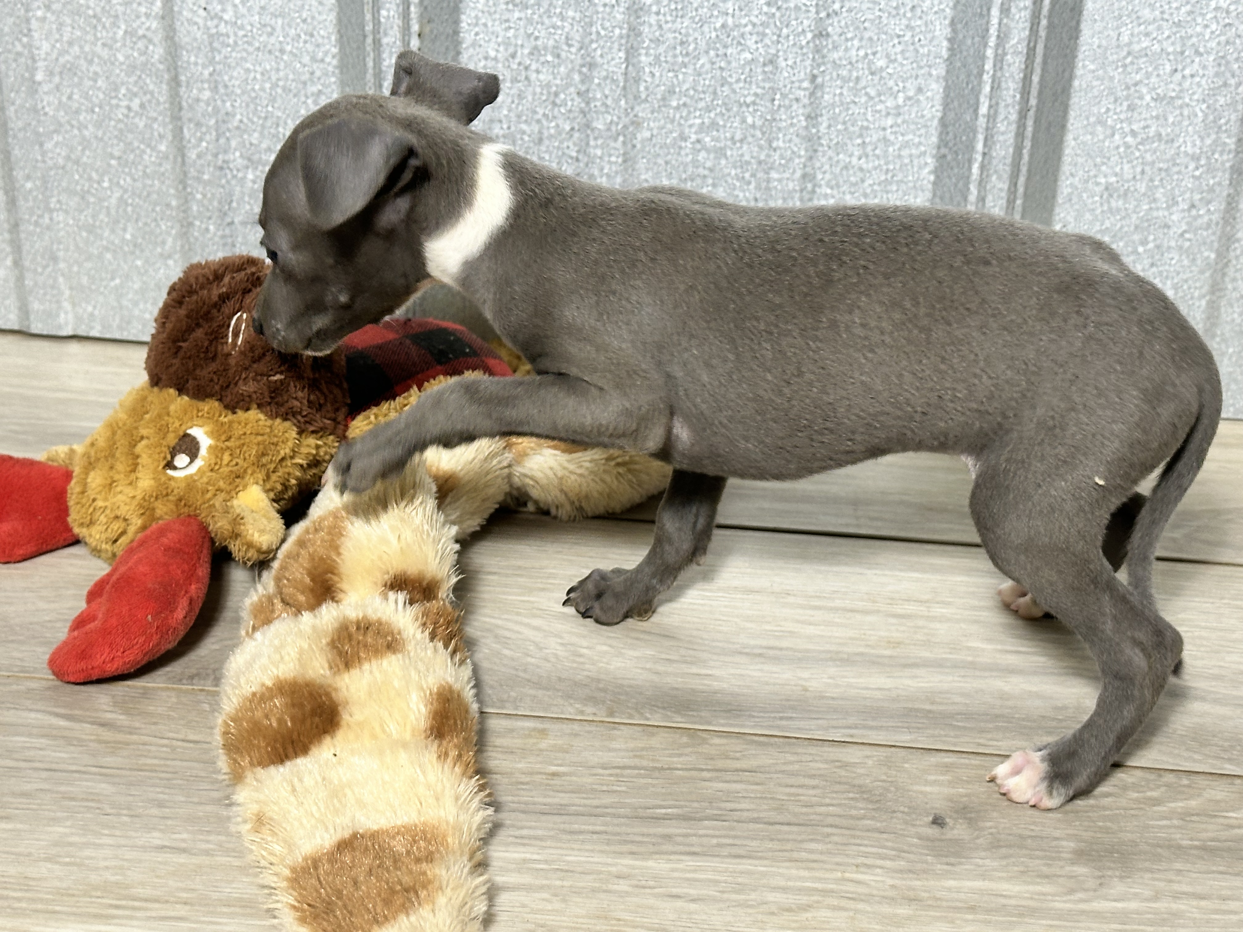 puppy, for, sale, Italian Greyhound, Kimberly  Dildine, dog, breeder, Willow Springs, MO, dog-breeder, puppy-for-sale, forsale, nearby, find, puppyfind, locator, puppylocator, aca