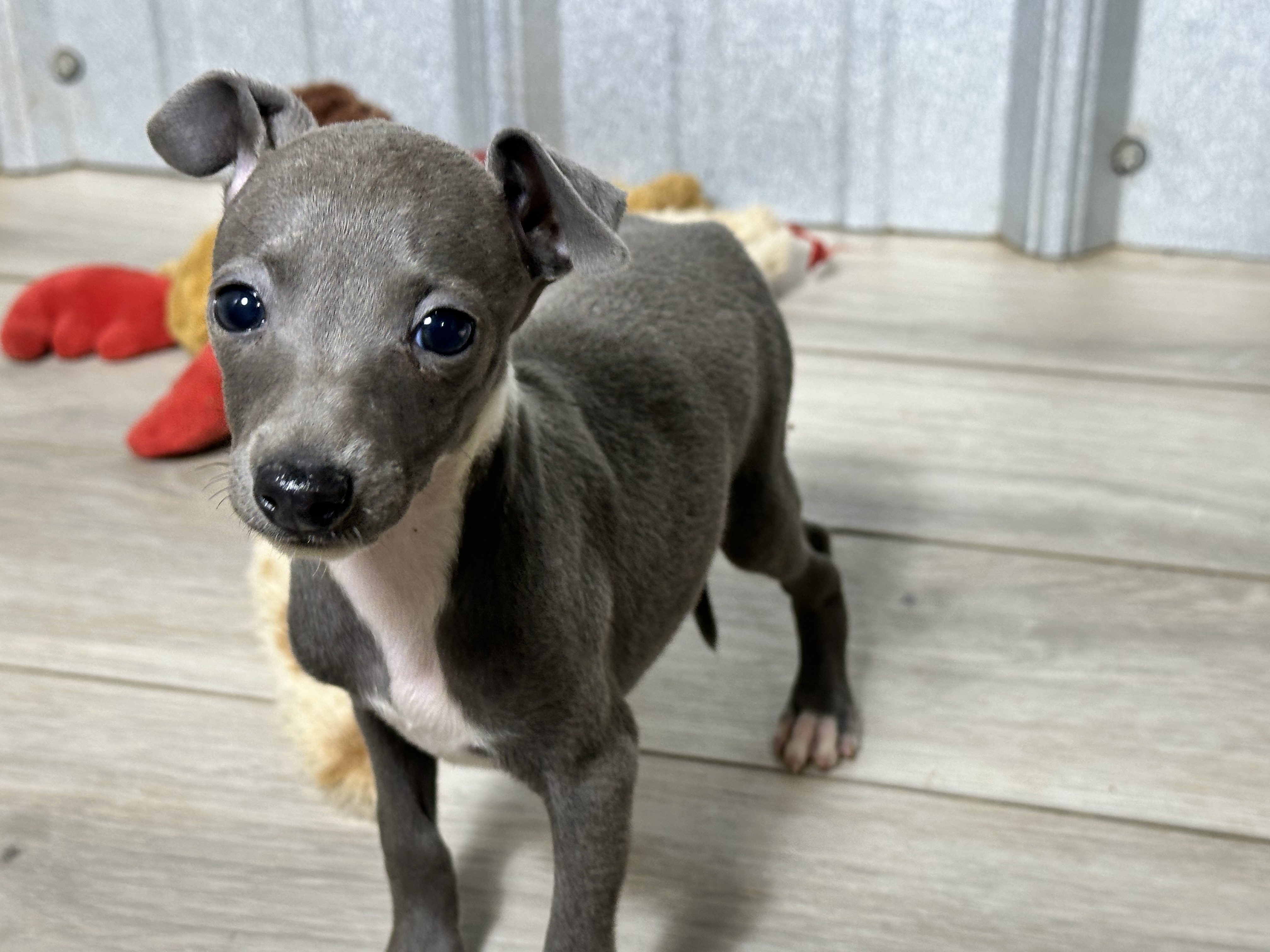 puppy, for, sale, Italian Greyhound, Kimberly  Dildine, dog, breeder, Willow Springs, MO, dog-breeder, puppy-for-sale, forsale, nearby, find, puppyfind, locator, puppylocator, aca