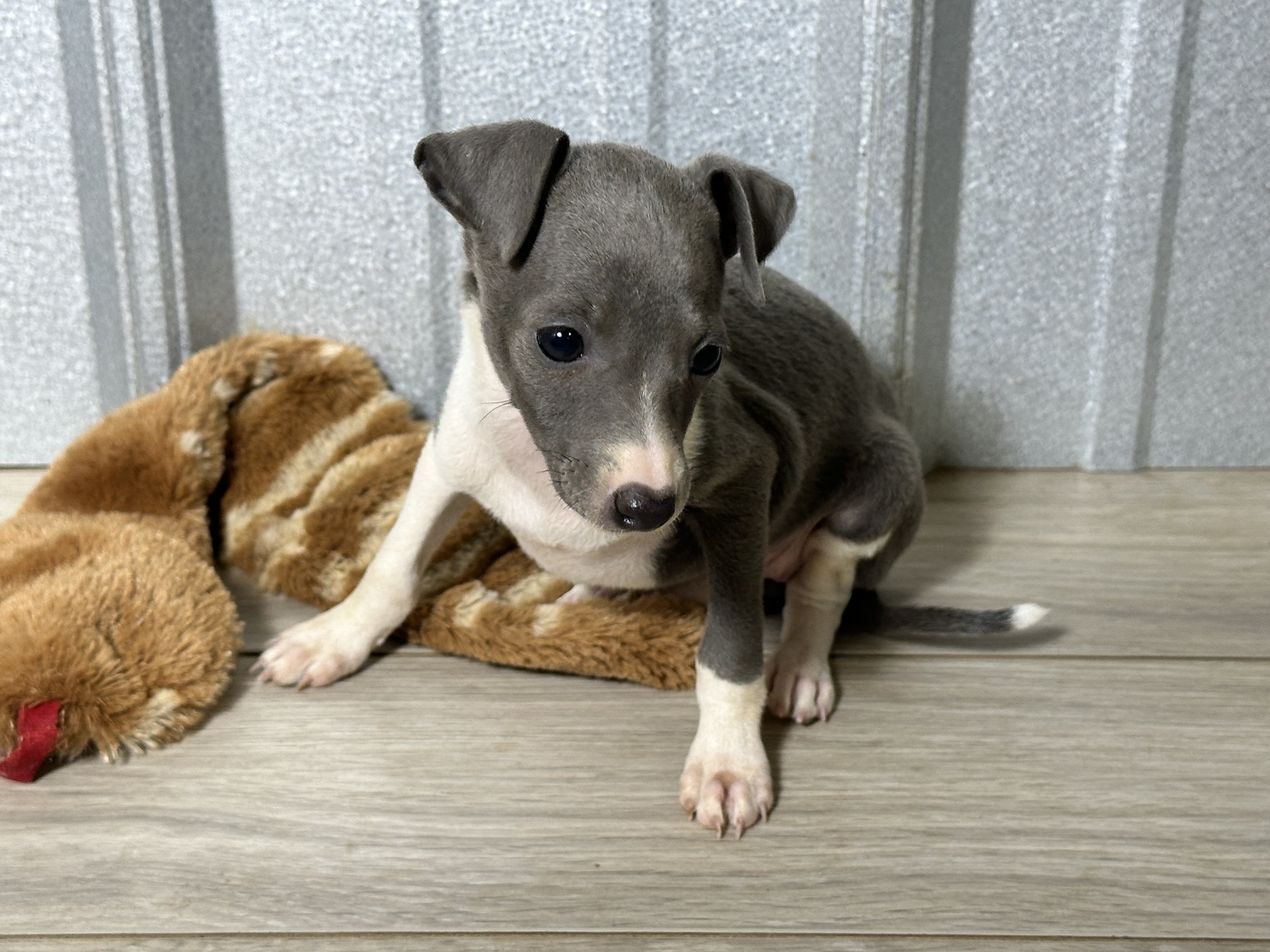 puppy, for, sale, Italian Greyhound, Kimberly  Dildine, dog, breeder, Willow Springs, MO, dog-breeder, puppy-for-sale, forsale, nearby, find, puppyfind, locator, puppylocator, aca