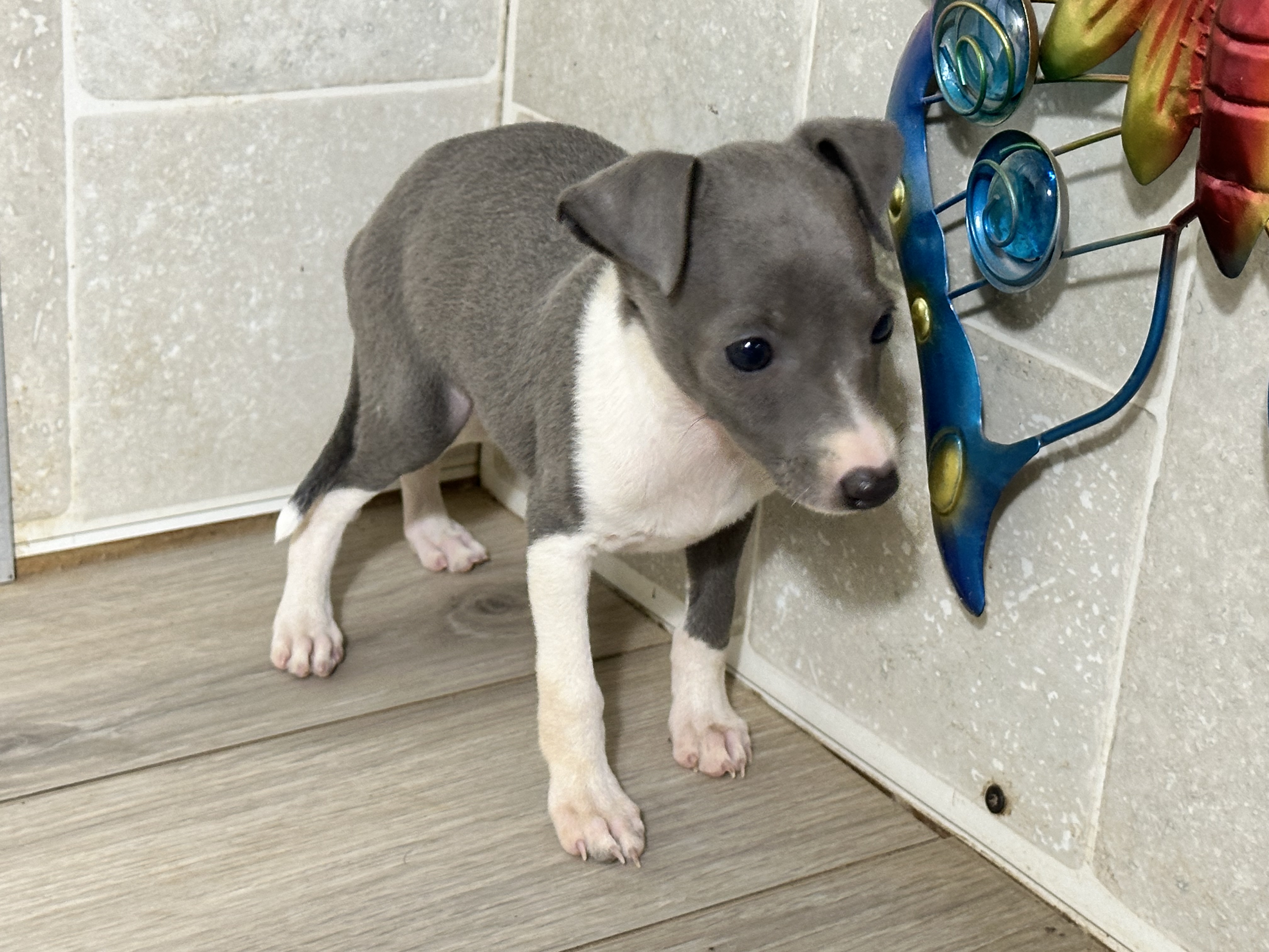 puppy, for, sale, Italian Greyhound, Kimberly  Dildine, dog, breeder, Willow Springs, MO, dog-breeder, puppy-for-sale, forsale, nearby, find, puppyfind, locator, puppylocator, aca