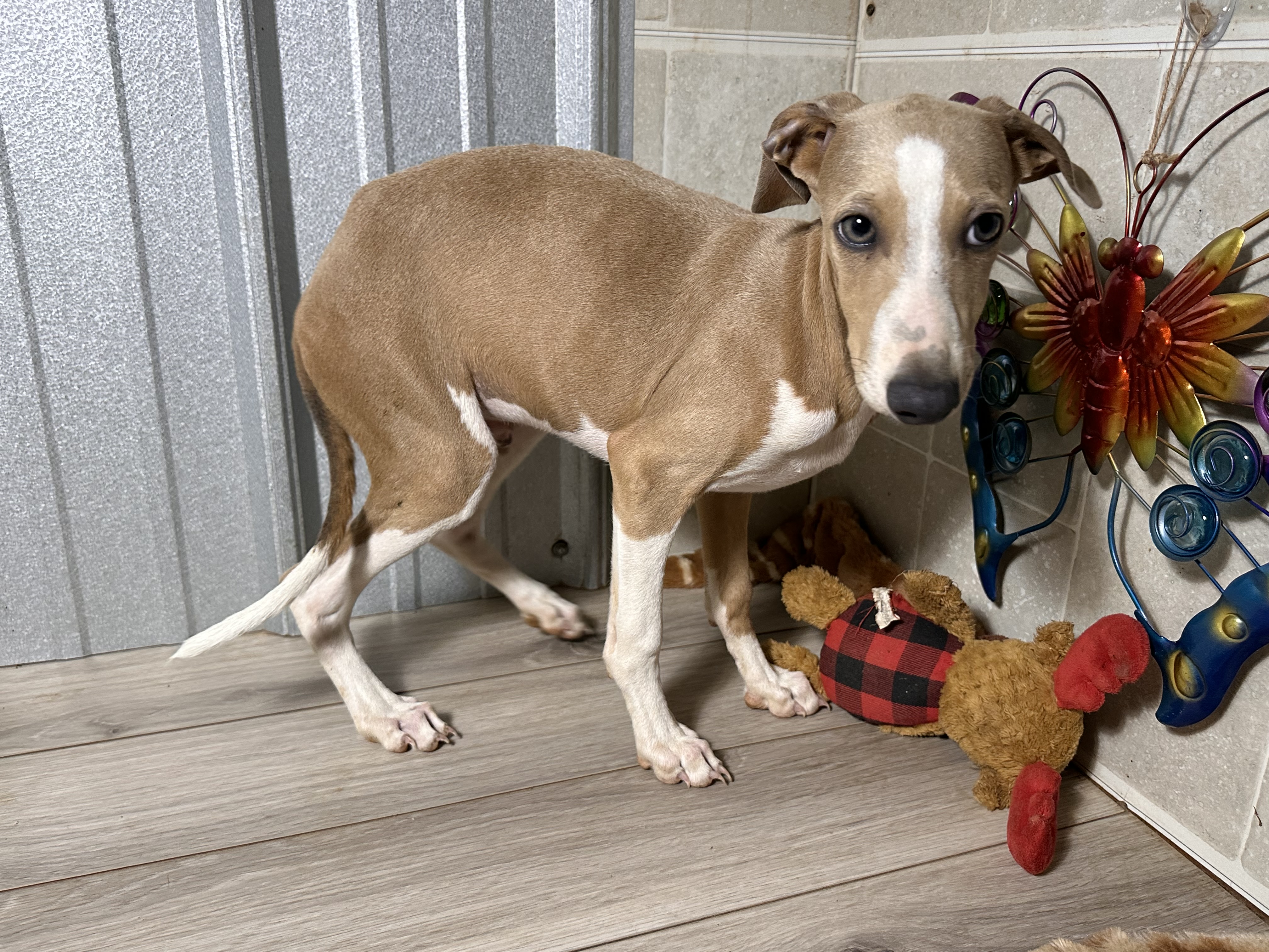 puppy, for, sale, Italian Greyhound, Kimberly  Dildine, dog, breeder, Willow Springs, MO, dog-breeder, puppy-for-sale, forsale, nearby, find, puppyfind, locator, puppylocator, aca