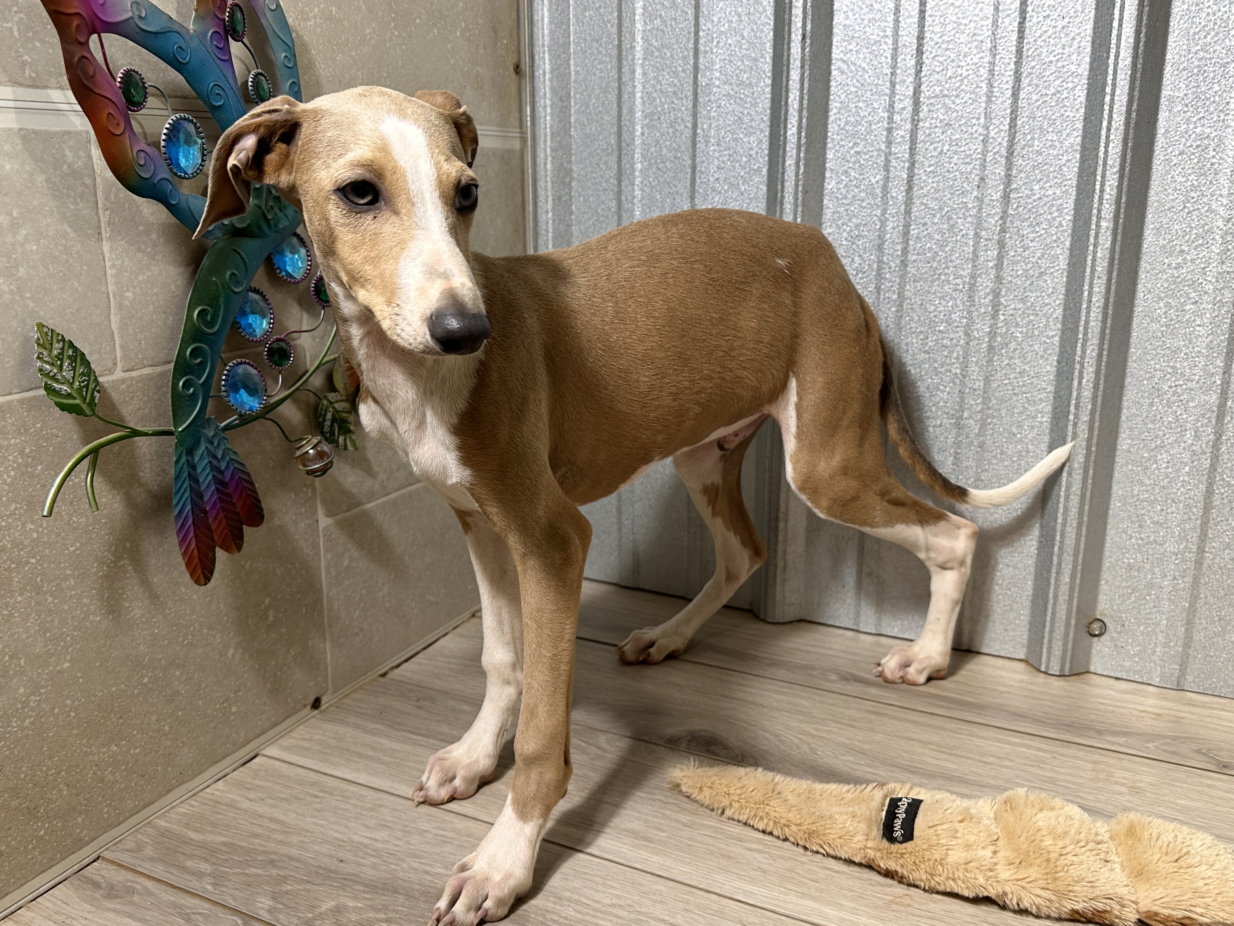 puppy, for, sale, Italian Greyhound, Kimberly  Dildine, dog, breeder, Willow Springs, MO, dog-breeder, puppy-for-sale, forsale, nearby, find, puppyfind, locator, puppylocator, aca