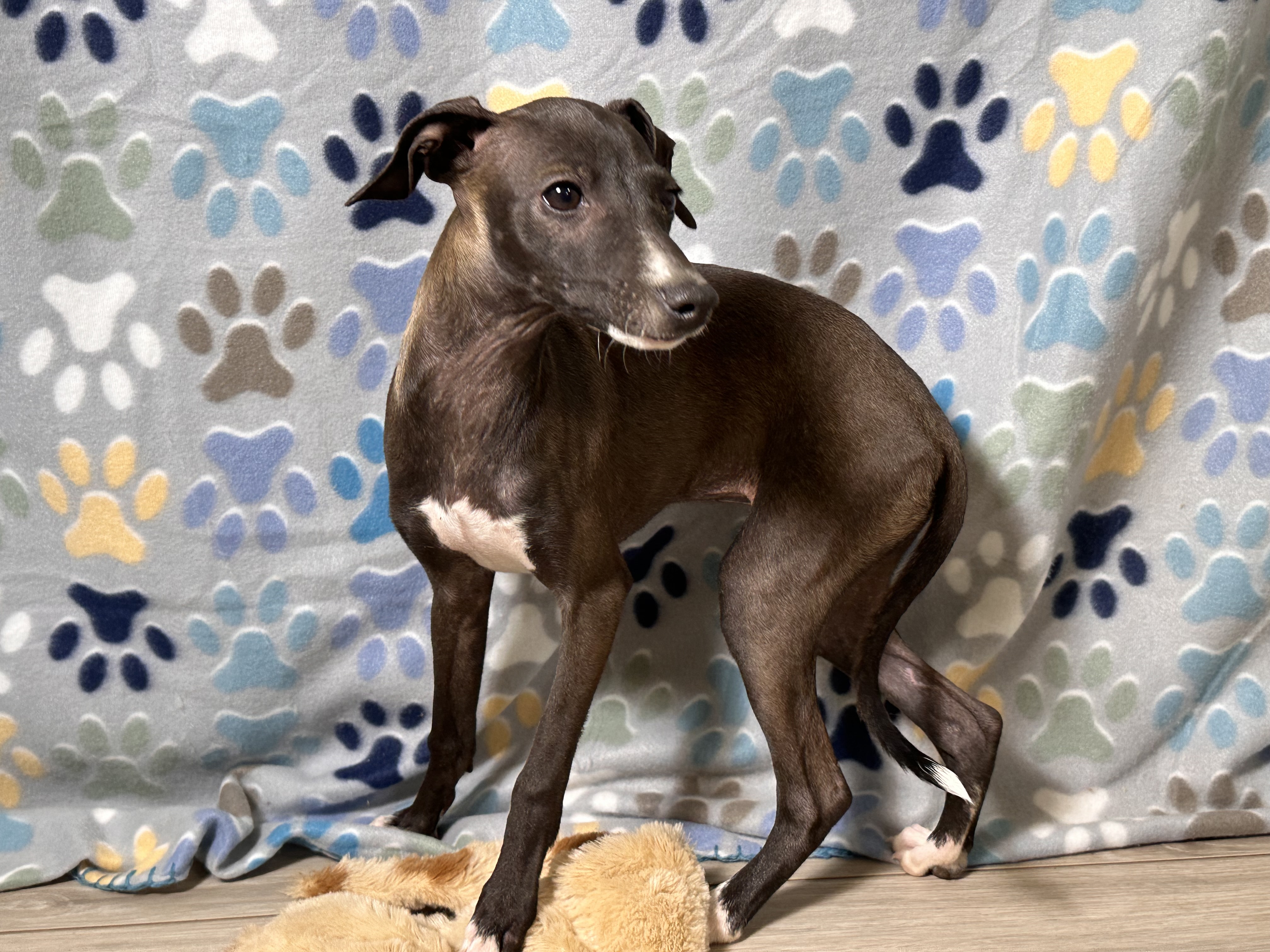 puppy, for, sale, Italian Greyhound, Kimberly  Dildine, dog, breeder, Willow Springs, MO, dog-breeder, puppy-for-sale, forsale, nearby, find, puppyfind, locator, puppylocator, aca