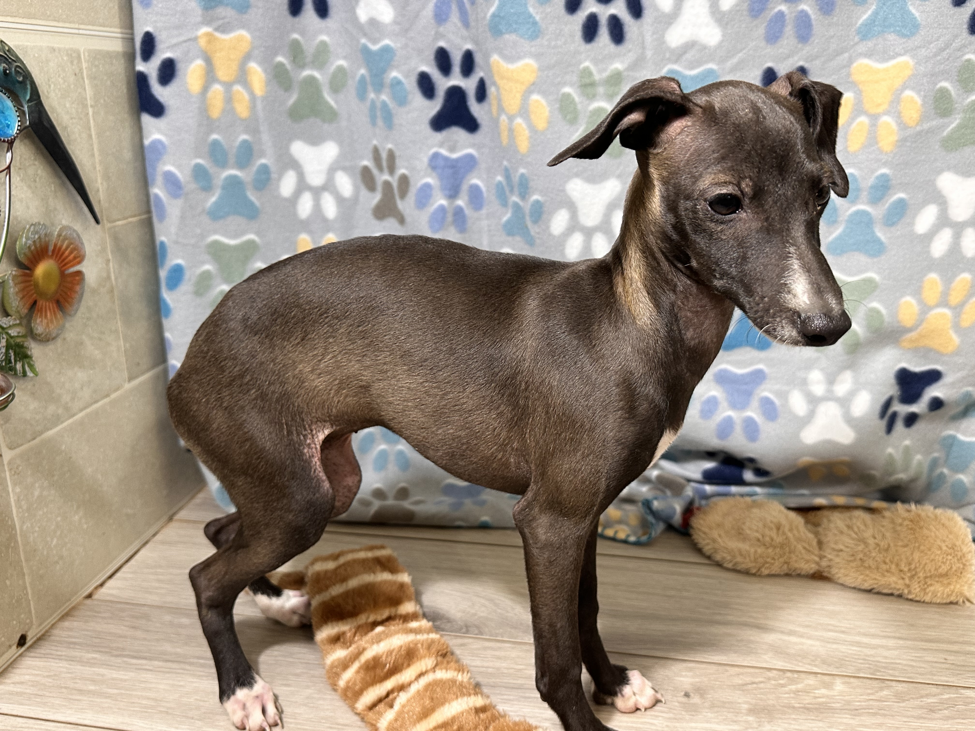 puppy, for, sale, Italian Greyhound, Kimberly  Dildine, dog, breeder, Willow Springs, MO, dog-breeder, puppy-for-sale, forsale, nearby, find, puppyfind, locator, puppylocator, aca