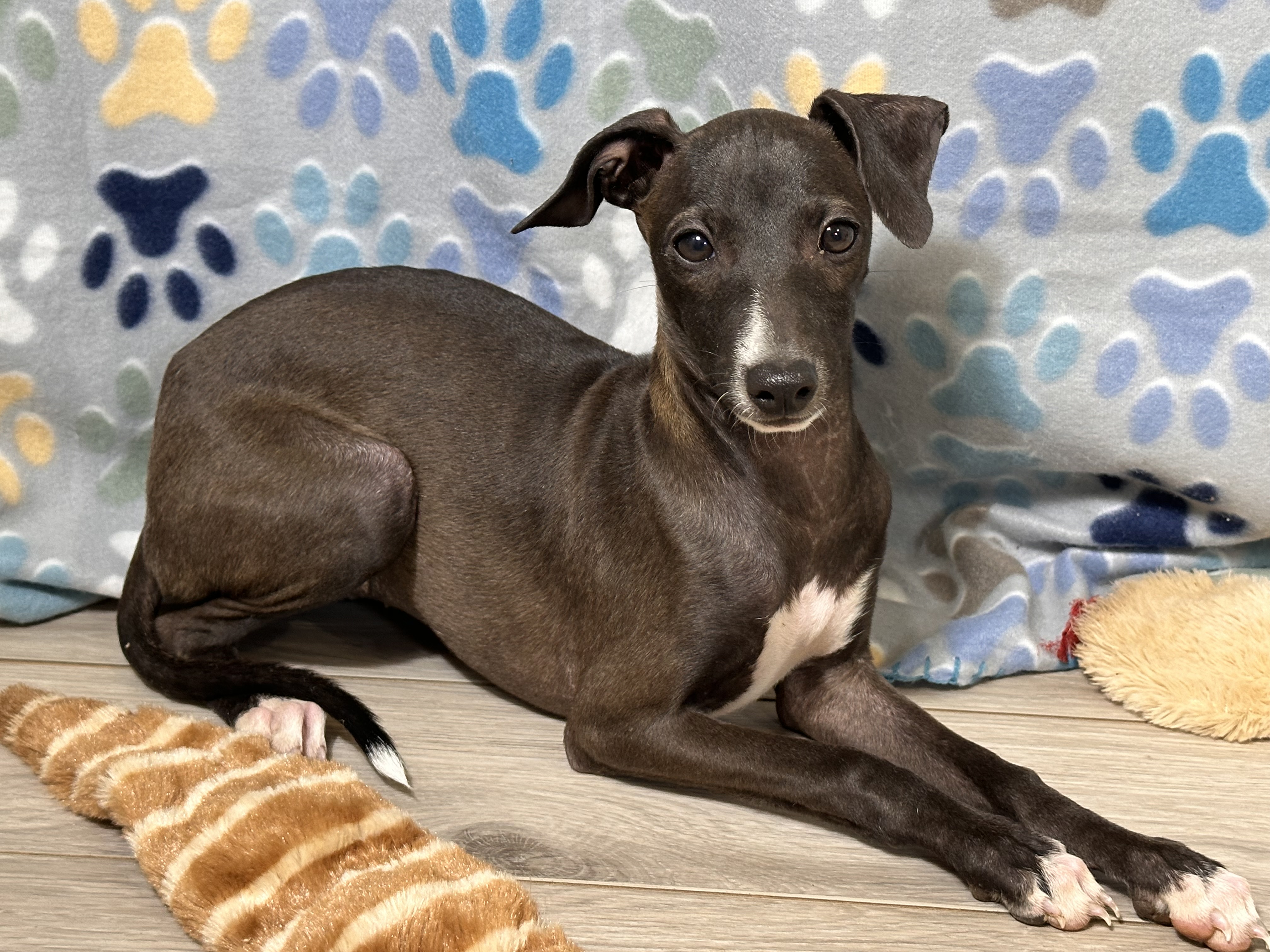 puppy, for, sale, Italian Greyhound, Kimberly  Dildine, dog, breeder, Willow Springs, MO, dog-breeder, puppy-for-sale, forsale, nearby, find, puppyfind, locator, puppylocator, aca