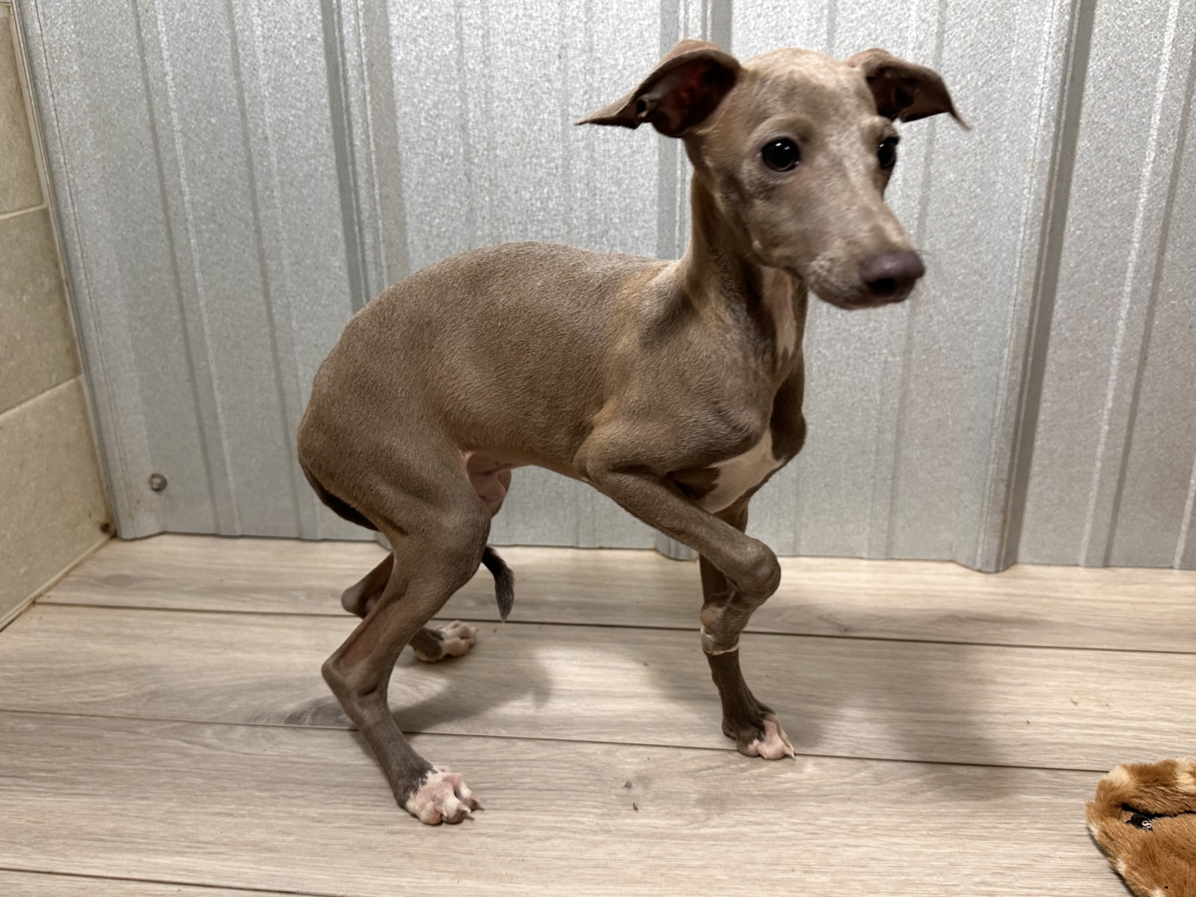 puppy, for, sale, Italian Greyhound, Kimberly  Dildine, dog, breeder, Willow Springs, MO, dog-breeder, puppy-for-sale, forsale, nearby, find, puppyfind, locator, puppylocator, aca