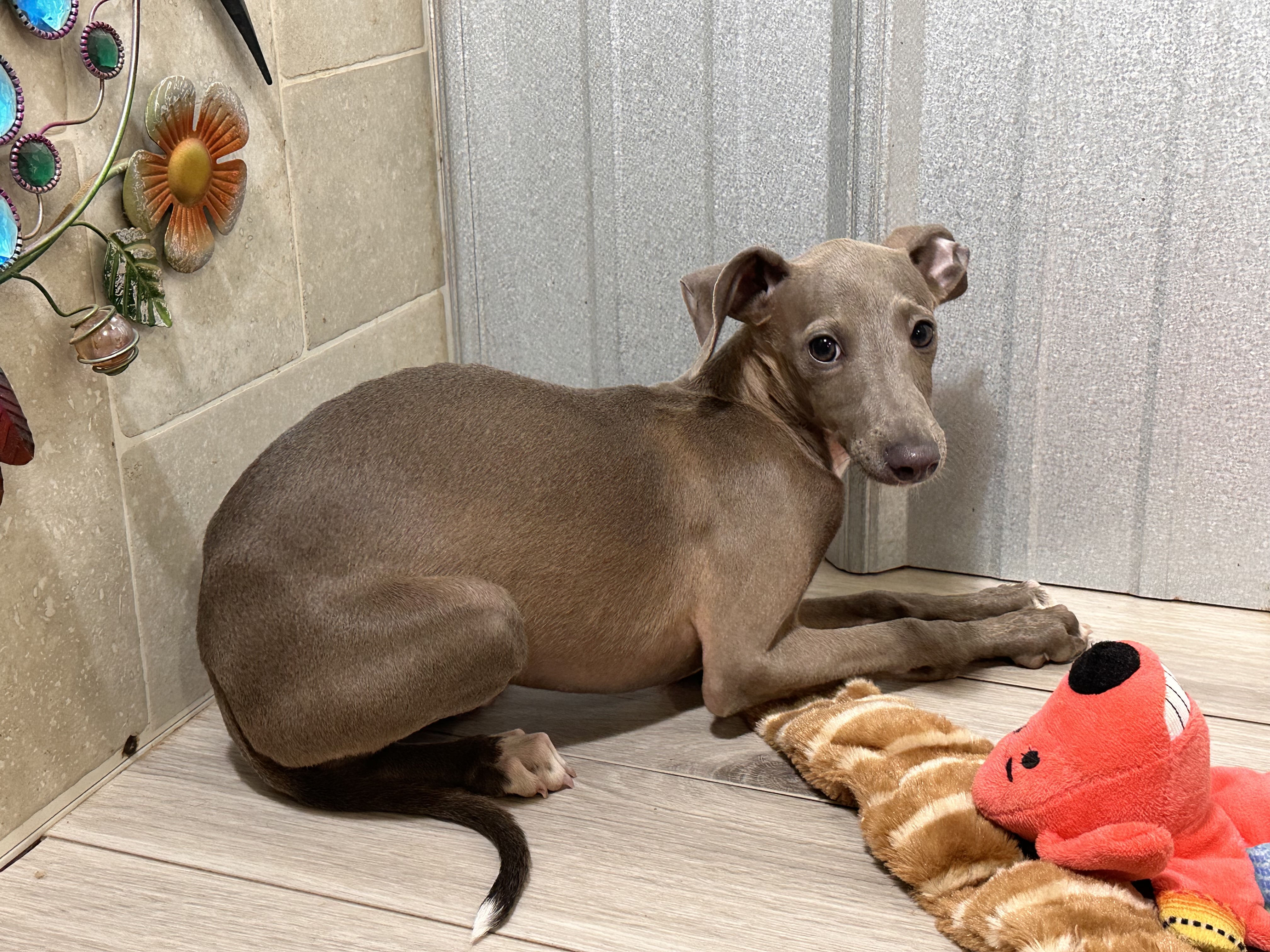 puppy, for, sale, Italian Greyhound, Kimberly  Dildine, dog, breeder, Willow Springs, MO, dog-breeder, puppy-for-sale, forsale, nearby, find, puppyfind, locator, puppylocator, aca